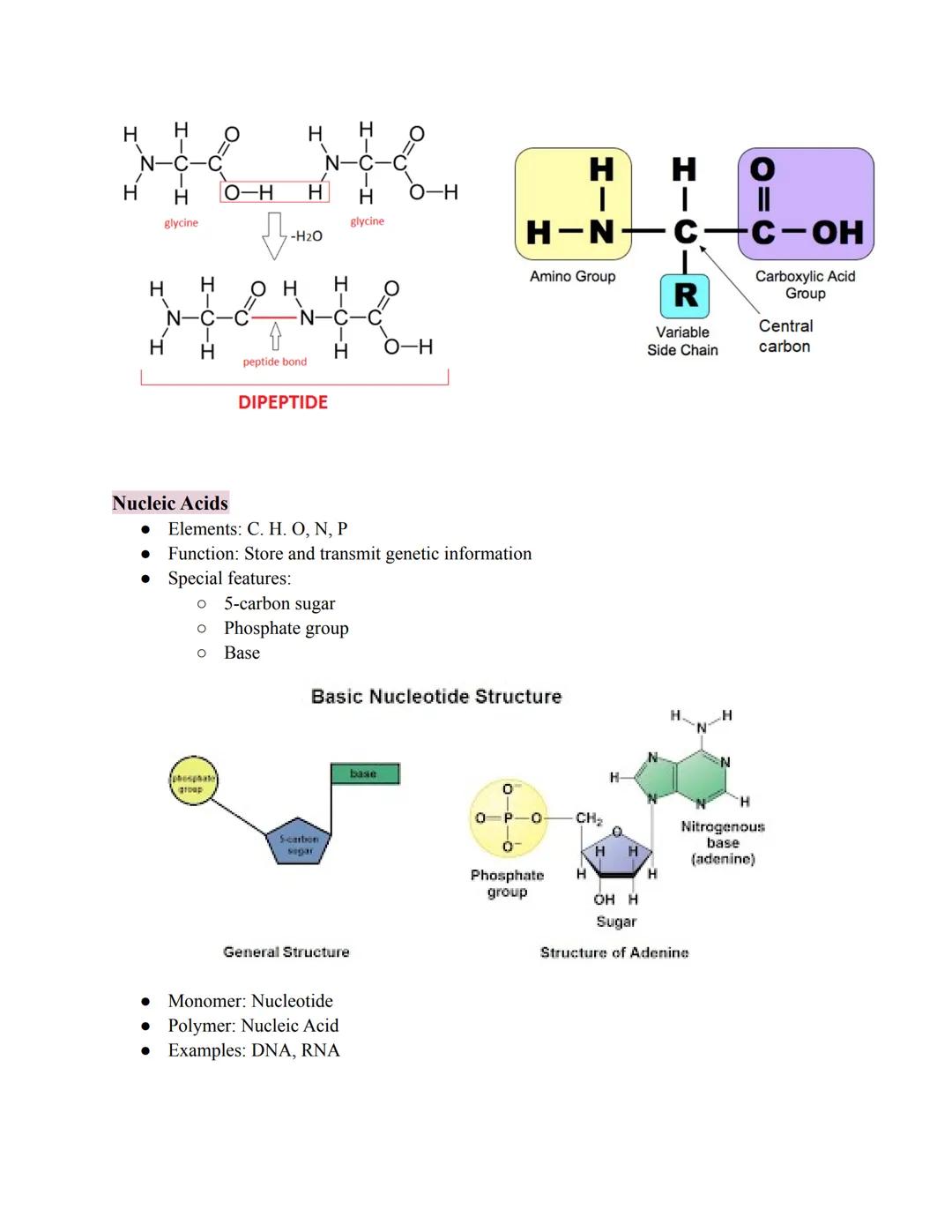 # Molecules of Life

*   Organic: Contains the element carbon(with hydrogen)
*   Example: C6H12O6
*   Not examples: H₂O, CO₂

*Pay close att