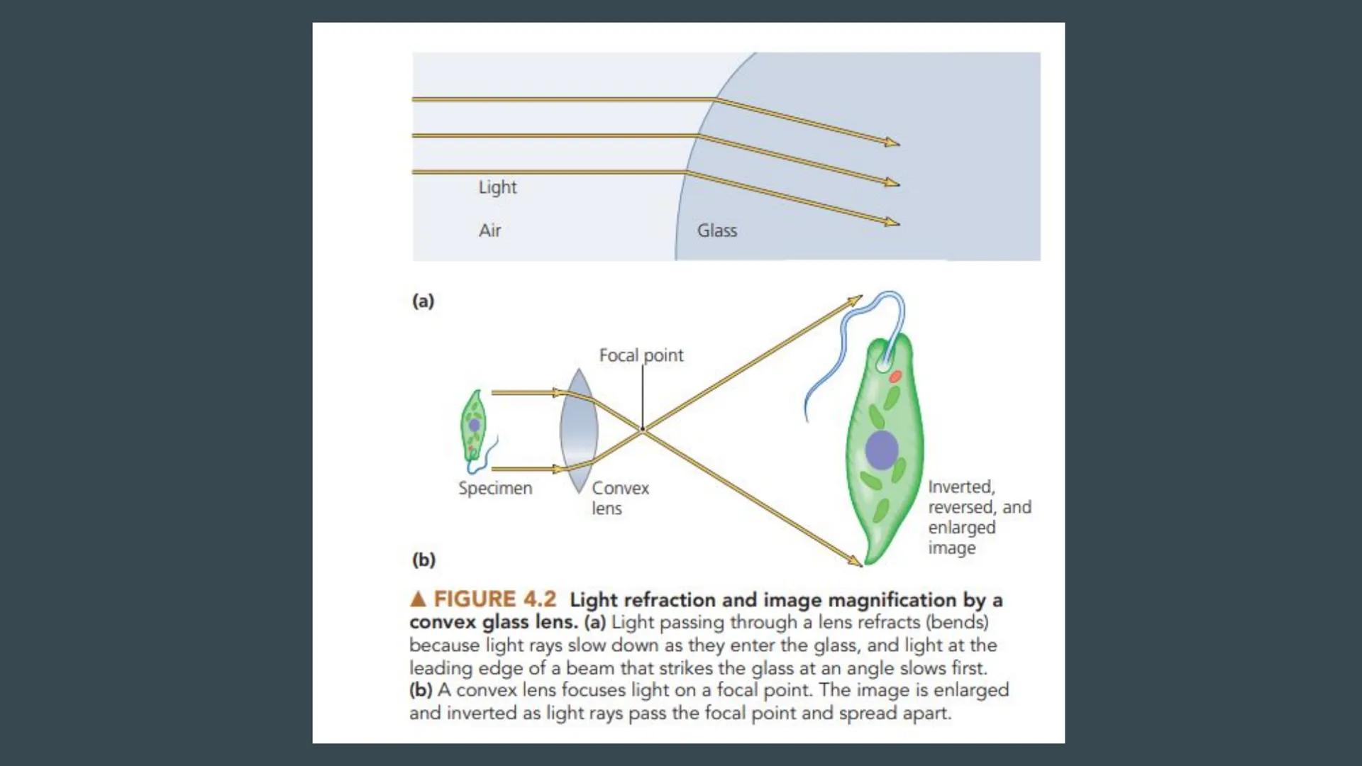 # Chapter 4: Microscopy, Staining, and Classification

... # Units of Measurement

Since microorganisms are small, and a unit of measure is 