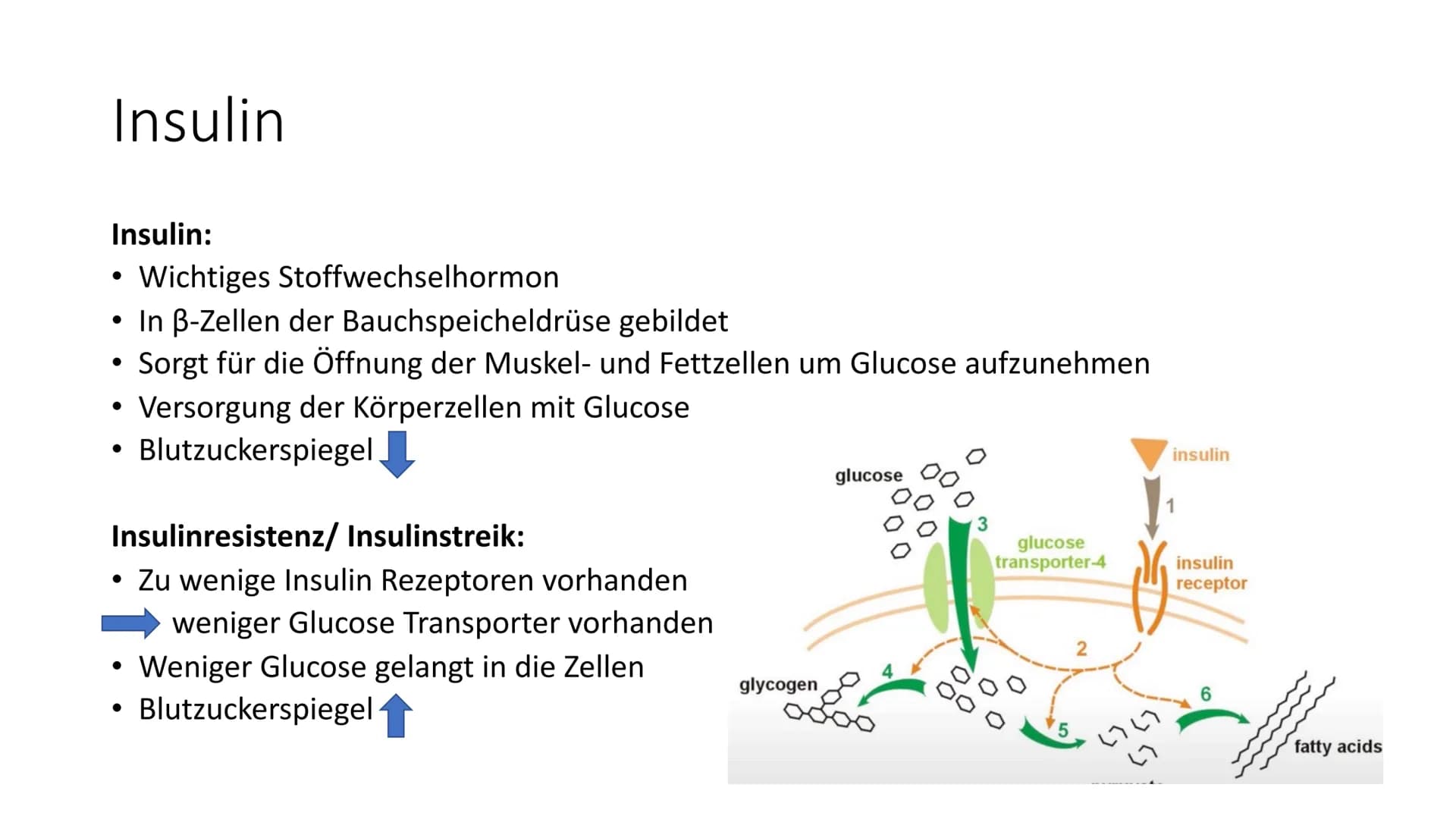  # Diabetes mellitus

Von Nikolas Schmieg Was ist Diabetes
mellitus?

• griech. διαβαίνειν= durchfließen
lat. mellitus= honigsüß

• Hauptmer