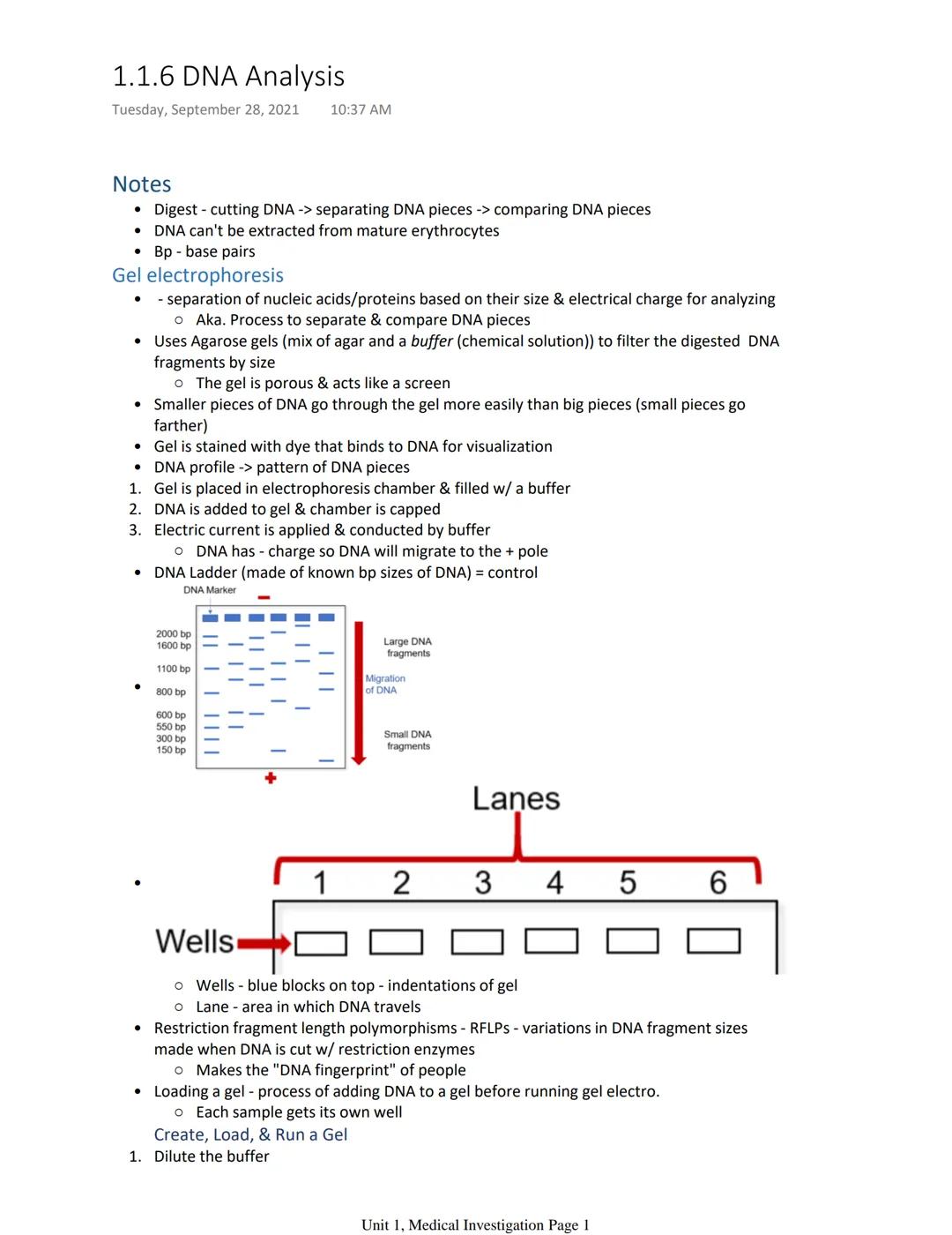 # 1.1.6 DNA Analysis
Tuesday, September 28, 2021 10:37 AM

Notes
*   Digest - cutting DNA -> separating DNA pieces -> comparing DNA pieces
*