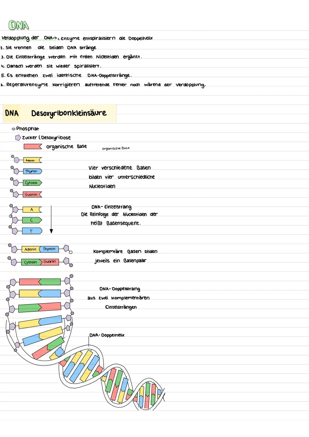 # bidagie

# Chromamosom

Chromosomen sind die Träger der Erbanlagen. Sie bestenen aus einem langen
DNA-Faden und Proteine. Während der Zell
