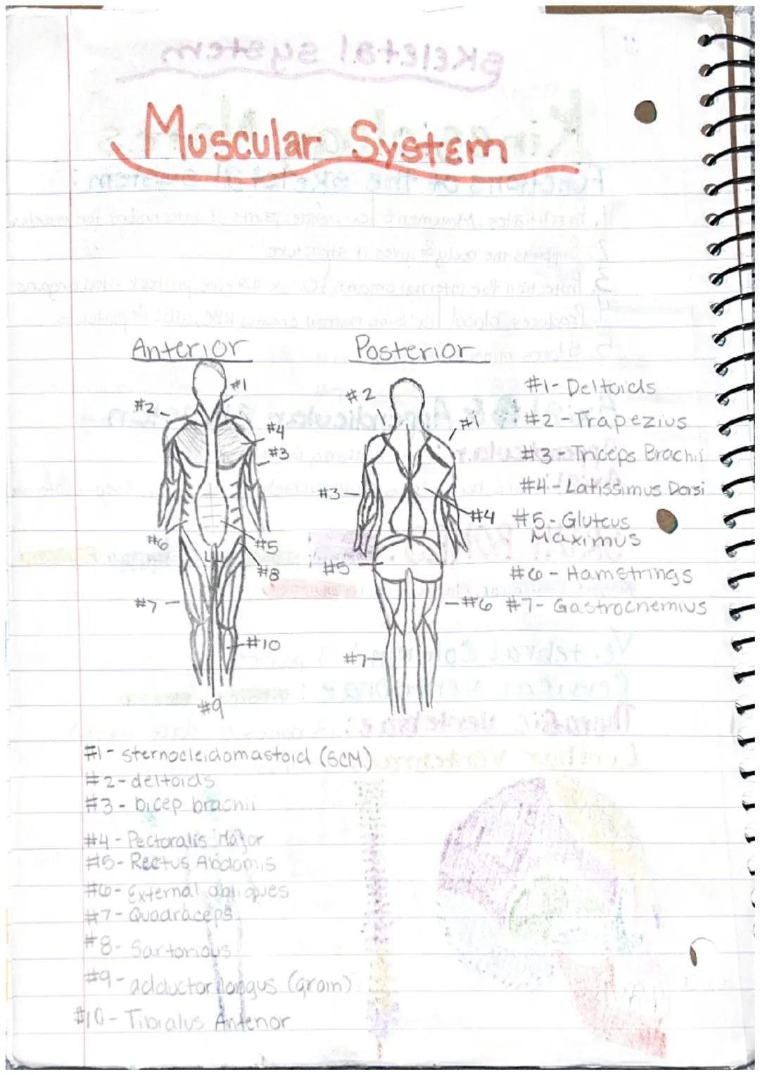 Directional Terms
# Kinesiology Notes

**Anatomical Position:** The standard position of the
body in the study of anatomy from which all dir