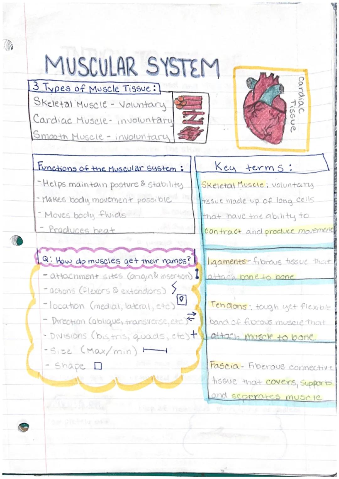 Directional Terms
# Kinesiology Notes

**Anatomical Position:** The standard position of the
body in the study of anatomy from which all dir