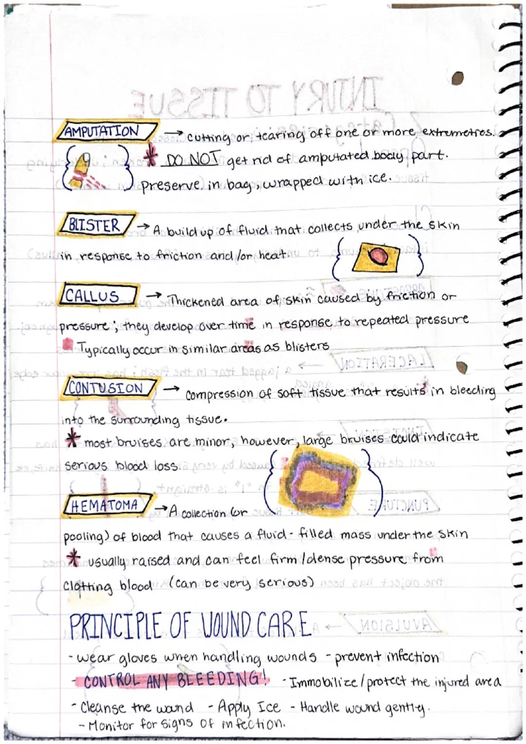 Directional Terms
# Kinesiology Notes

**Anatomical Position:** The standard position of the
body in the study of anatomy from which all dir