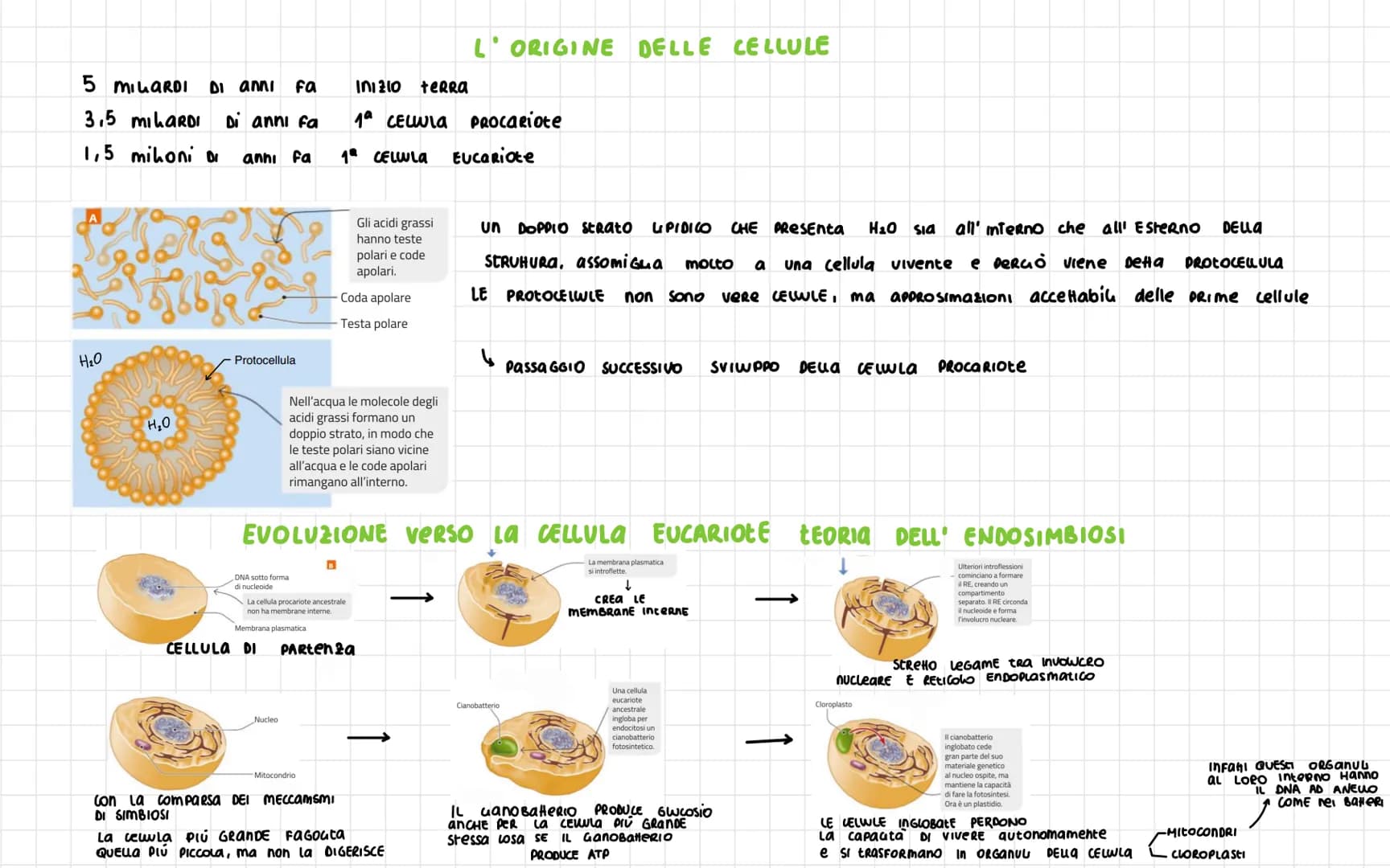 # LA CELLULA

Nel 1665 ROBERT HOOKE
SCOPRI LA CELLULA

Le vova DEGU UCCELU Sono SINGOLE CELLULE
ENORMI

DIAMETRO CELLULA 1 $\nu$
Volume cell