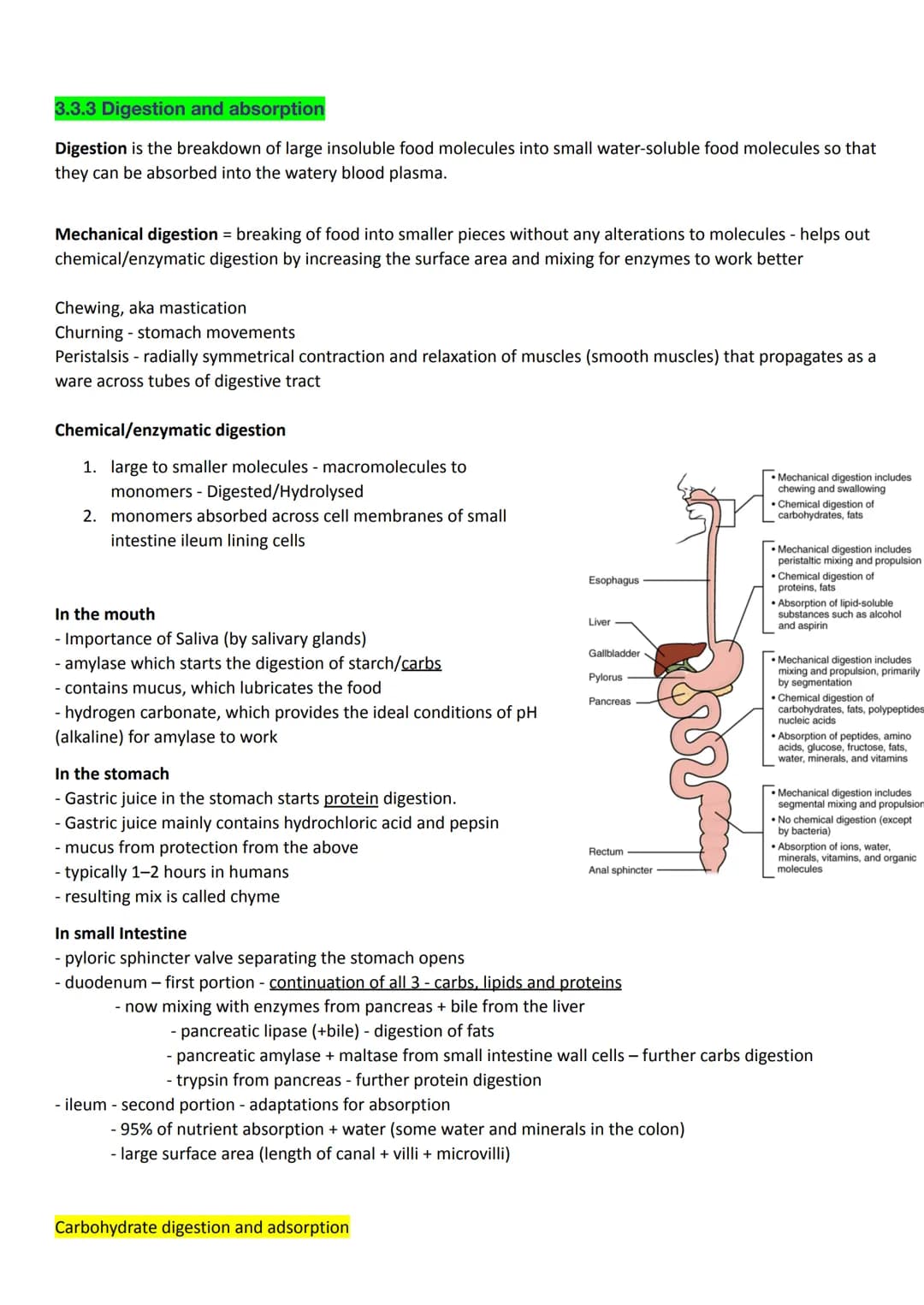 ### 3.3.3 Digestion and absorption

Digestion is the breakdown of large insoluble food molecules into small water-soluble food molecules so 