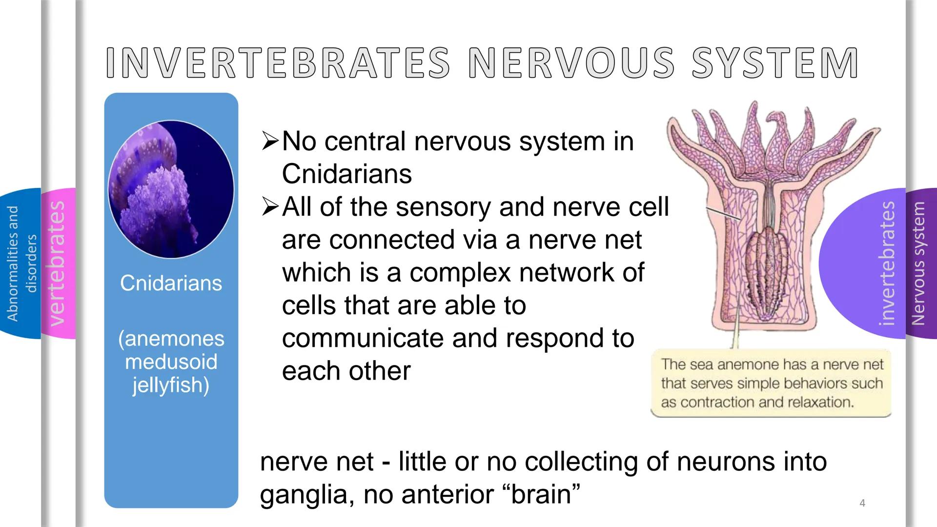 - Abnormalities and disorders
- vertebrates
- invertebrates
- Nervous system

NERVOUS
SYSTEM Abnormalities and
disorders
vertebrates
i