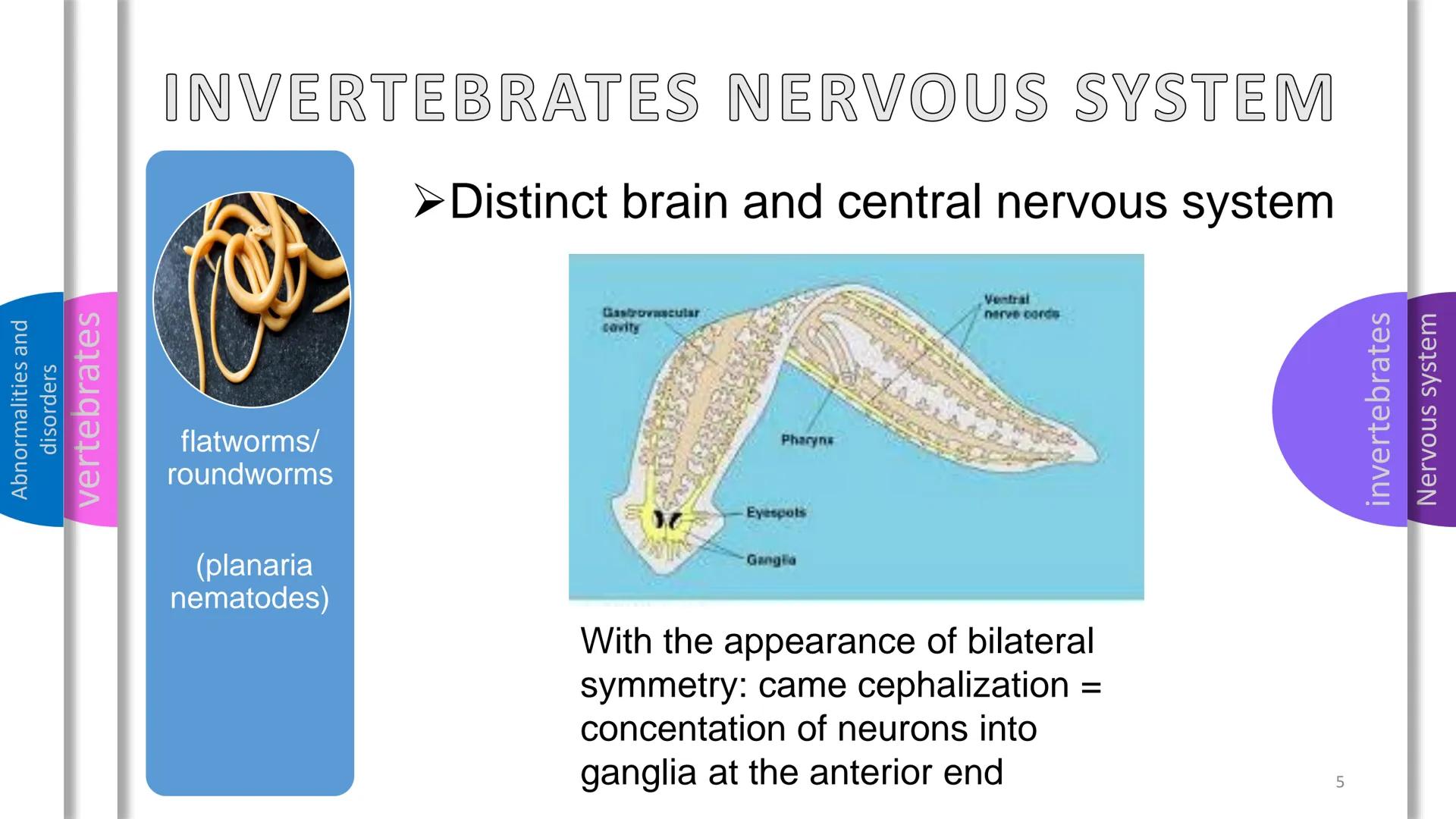 - Abnormalities and disorders
- vertebrates
- invertebrates
- Nervous system

NERVOUS
SYSTEM Abnormalities and
disorders
vertebrates
i