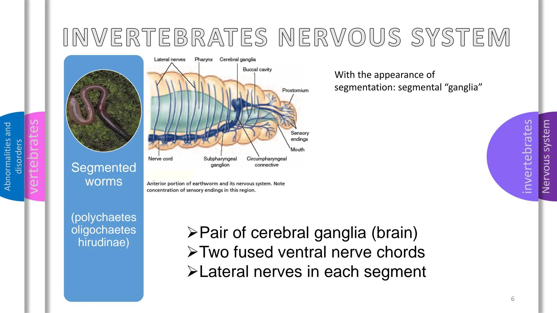 - Abnormalities and disorders
- vertebrates
- invertebrates
- Nervous system

NERVOUS
SYSTEM Abnormalities and
disorders
vertebrates
i