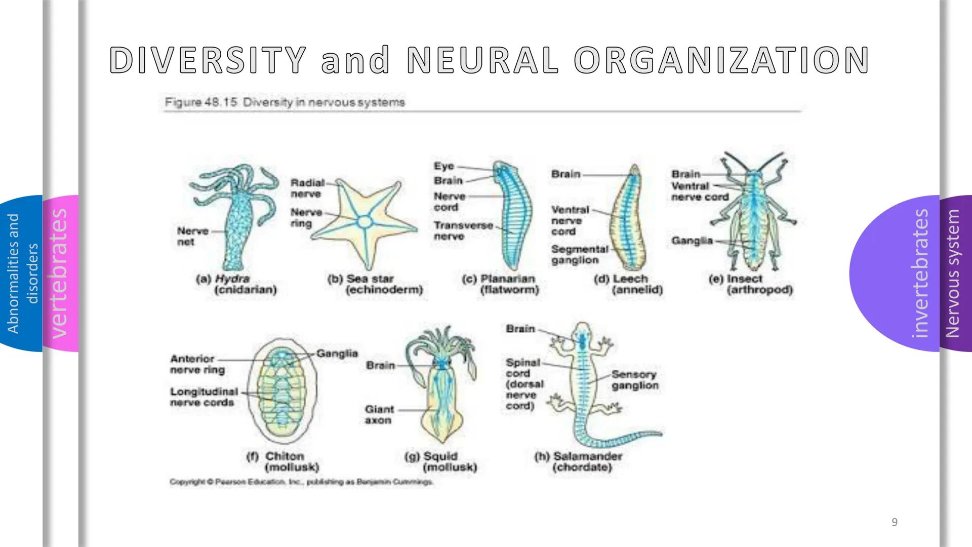 - Abnormalities and disorders
- vertebrates
- invertebrates
- Nervous system

NERVOUS
SYSTEM Abnormalities and
disorders
vertebrates
i