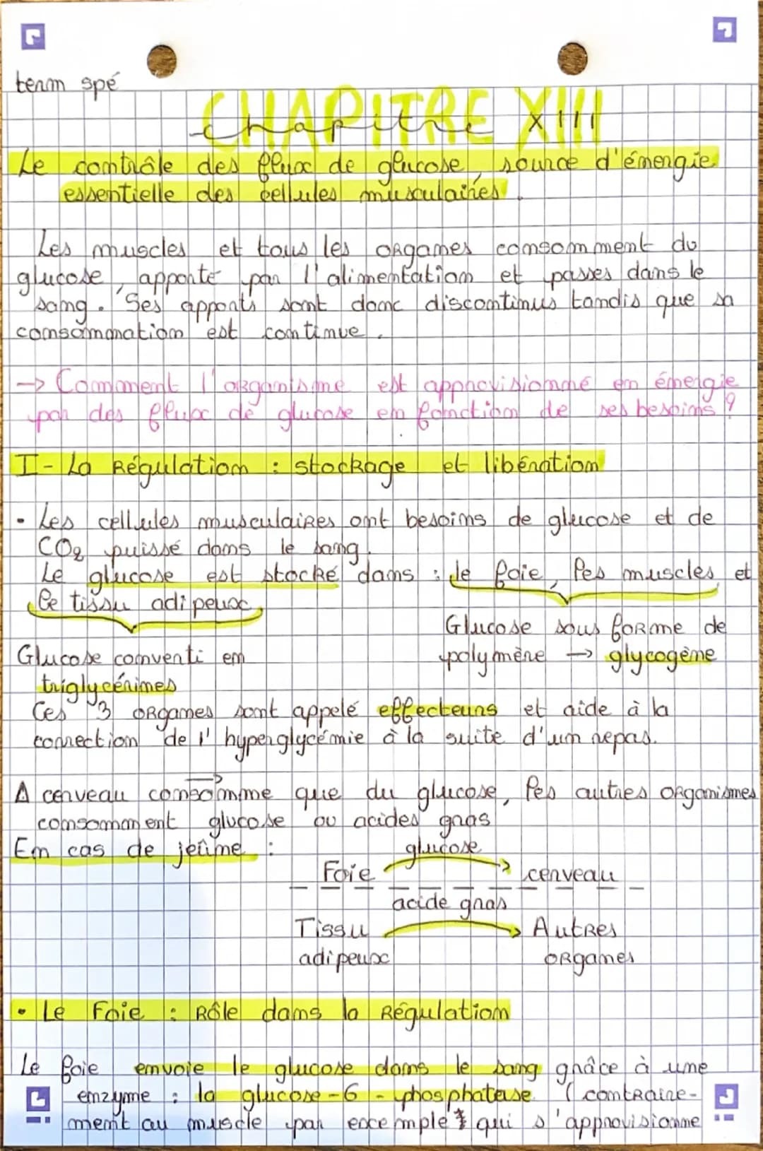 team spé

Le contrôle des flux de glucose source d'énergie.
essentielle des cellules musculaires.

Les muscles et tous les orgames consommen