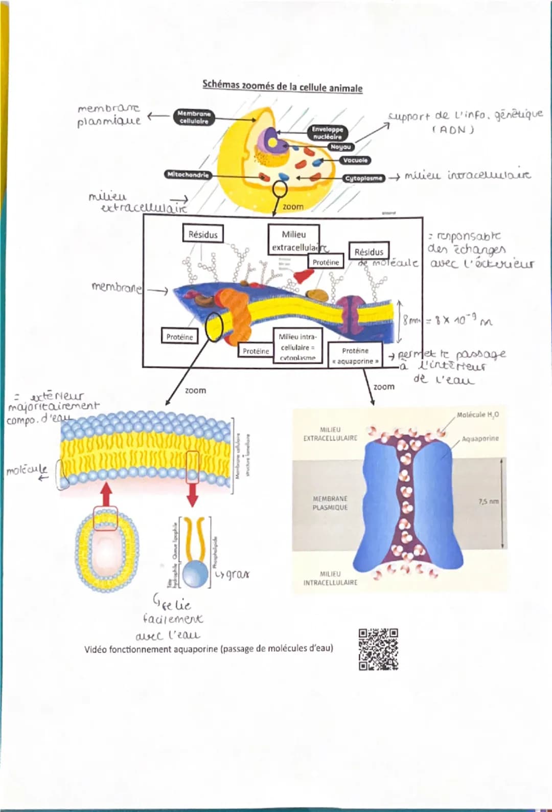 # ES: LA CELLULE, UNE STRUCTURE COMPLEXE
ECHELLES D'ORGANISATION DE LA CELLULE
1.

pm
=nm
- um -mm-m
Atome Molécule - Cellule Organisme

Dan