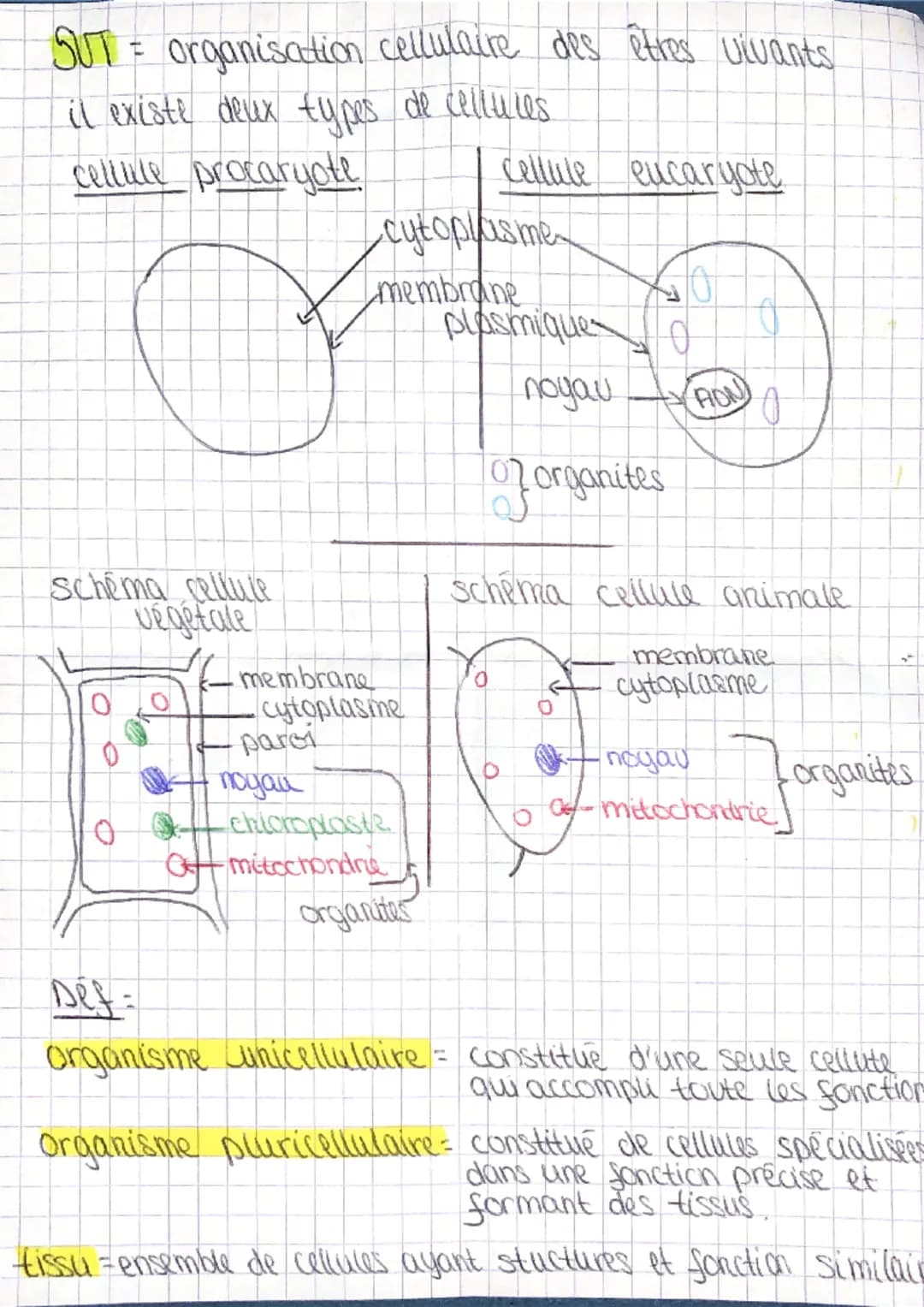 SUT = organisation cellulaire des êtres vivants
il existe deux types de cellules
cellule procaryote
cellule eucaryote
cytoplasme
membrane
2
