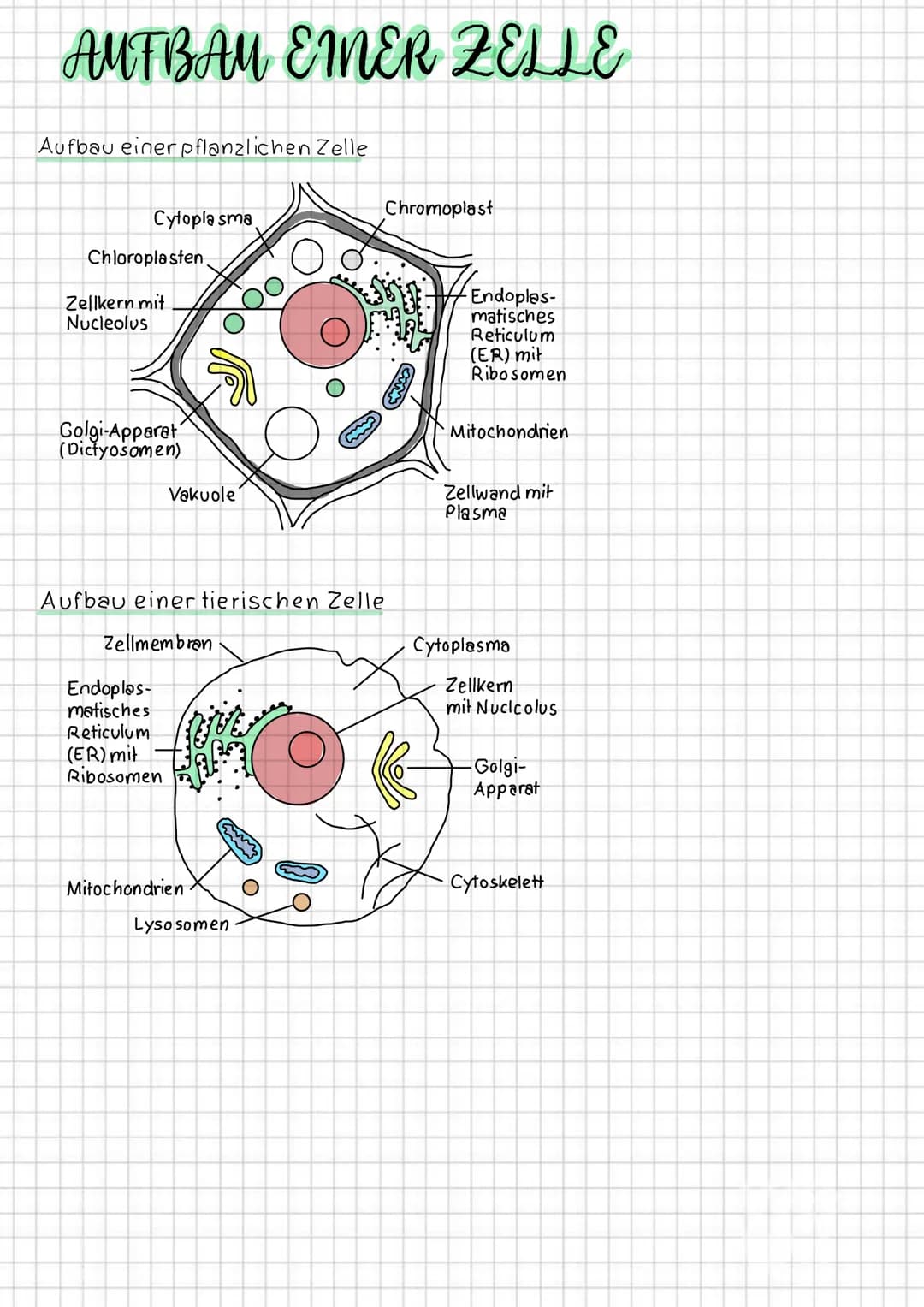 # AUFBAM EIMER ZELLE

Aufbau einer pflanzlichen Zelle

Cytoplasma

Chloroplasten

Zellkern mit
Nucleolus

Chromoplast

Endoplas-

Golgi-Appa