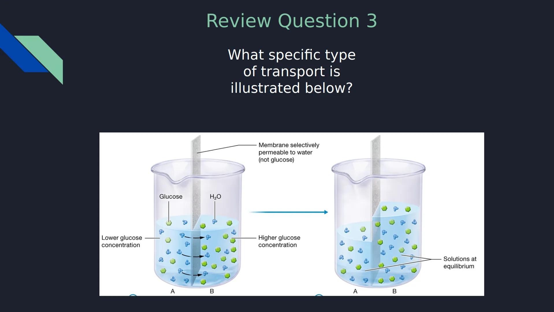 Review Question 1

Which of the following is NOT a type of passive transport?

a) Simple Diffusion

b) Osmosis

c) Facilitated Diffusion

d)