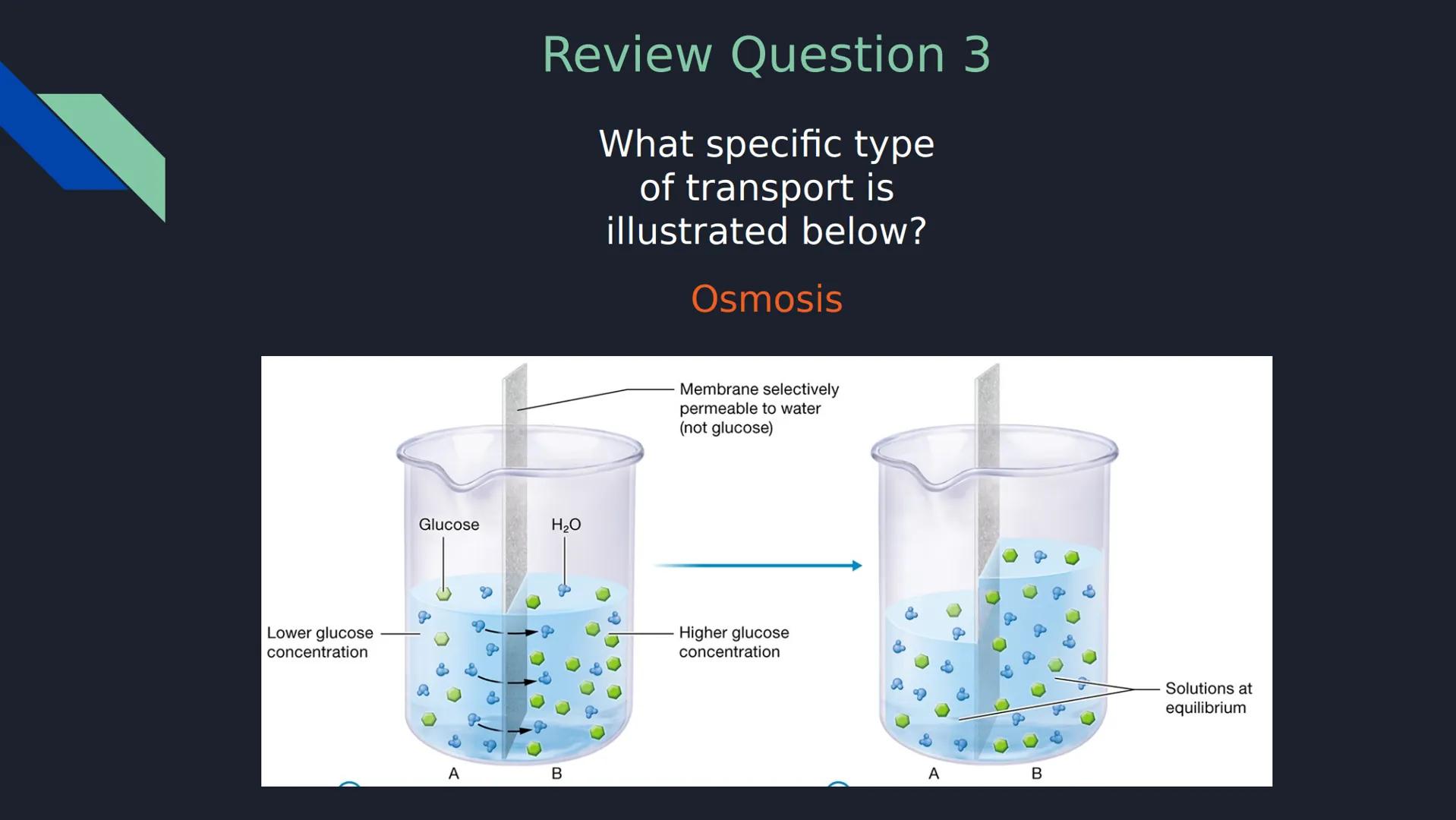 Review Question 1

Which of the following is NOT a type of passive transport?

a) Simple Diffusion

b) Osmosis

c) Facilitated Diffusion

d)
