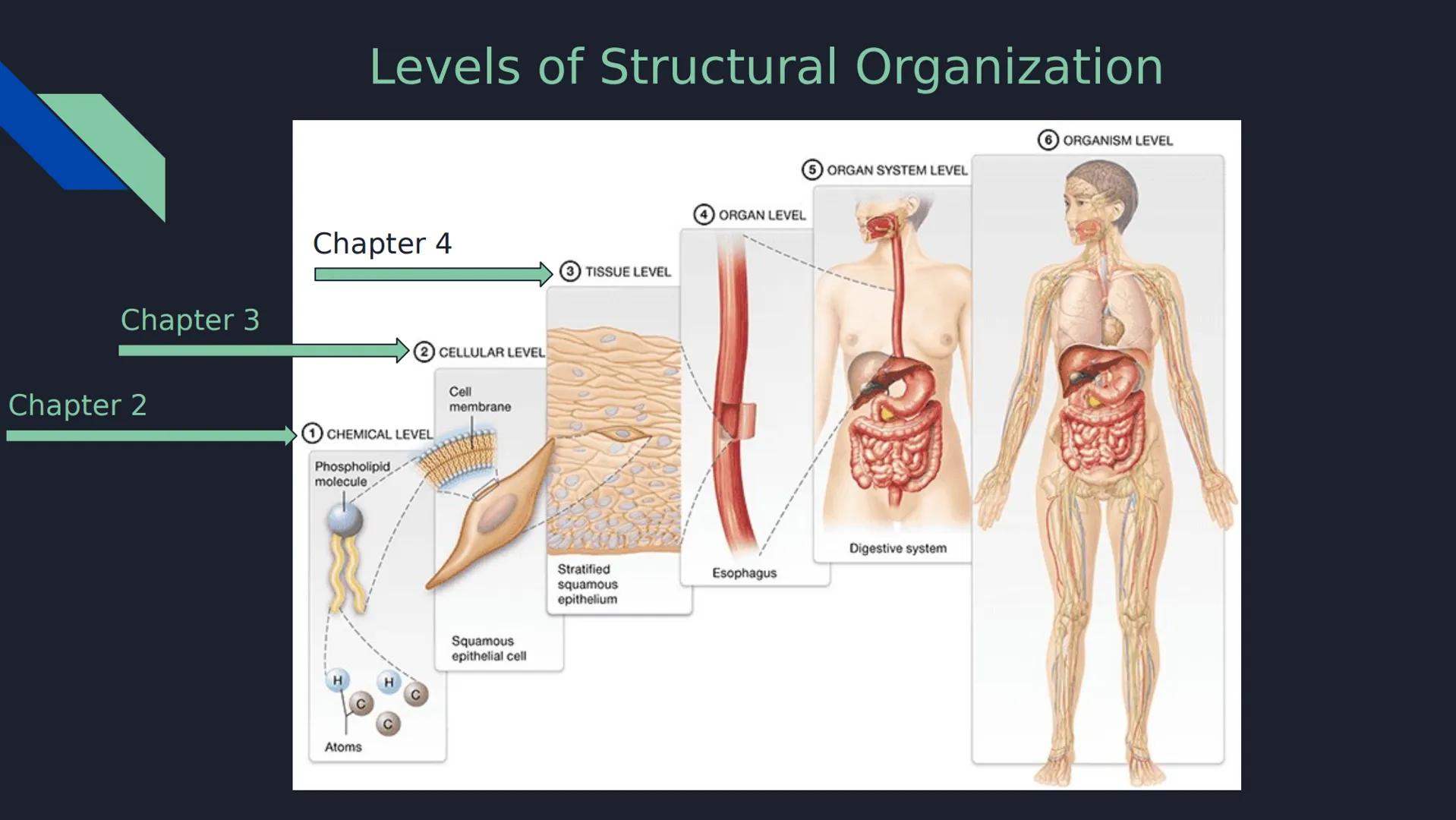 Review Question 1

Which of the following is NOT a type of passive transport?

a) Simple Diffusion

b) Osmosis

c) Facilitated Diffusion

d)