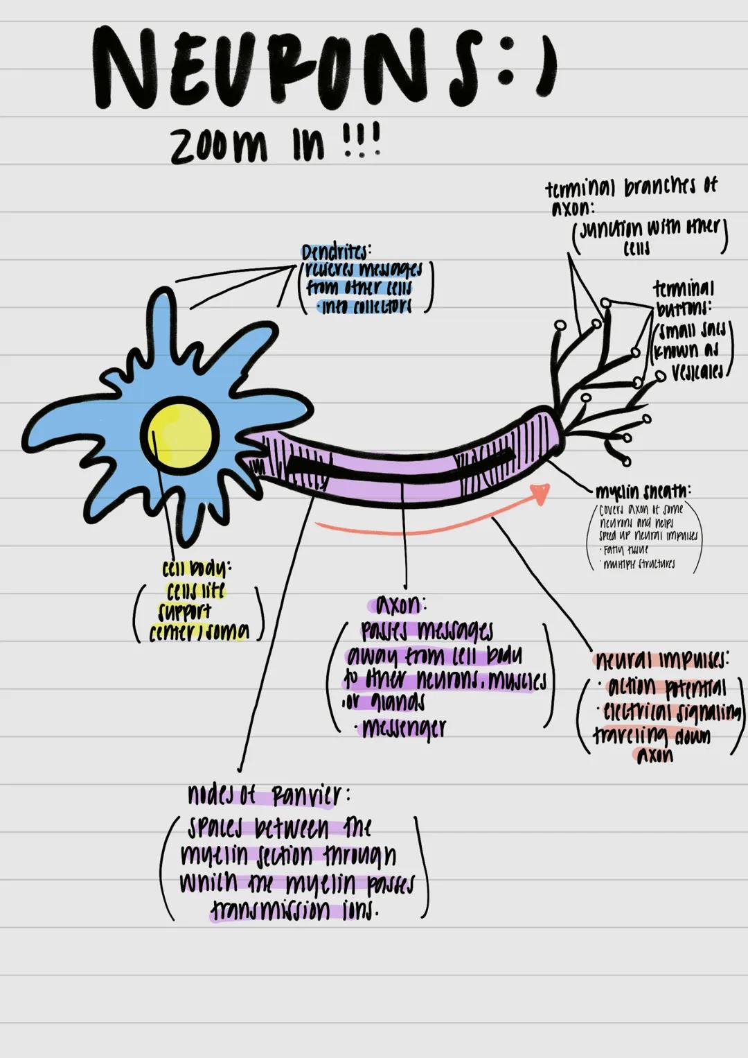 motor neurons:
- neurons that carry out information from central
 nervous system muncies and glands



nervous system:
- all nerve cells in 