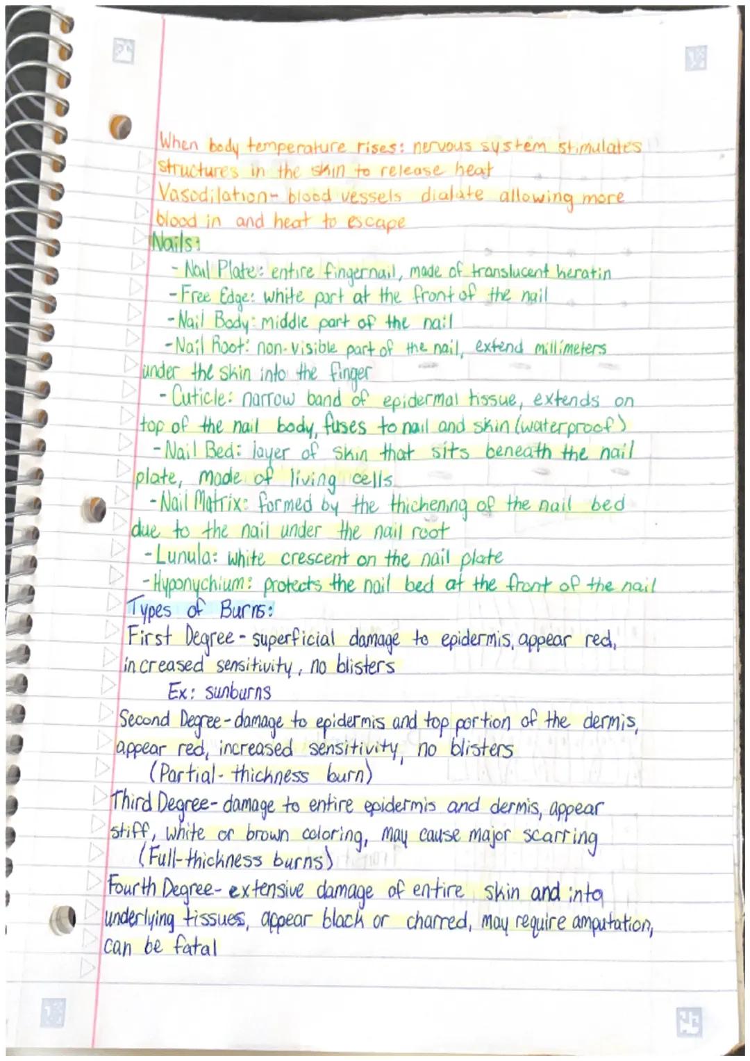 # Unit 4 Study Guide
Main layers of the skina
*   Epidermis- outermost layer
    -protects the body, keeps the body hydrated, produces
    n