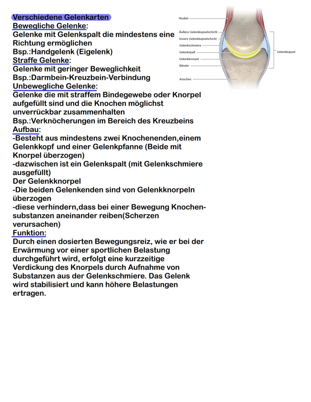  Der passive Bewegungsapparat

1. Einteilung und Funktion
Besteht aus: Knochen, Gelenke, Bänder, Knorpel und Bandscheiben
Funktion:
-körpere