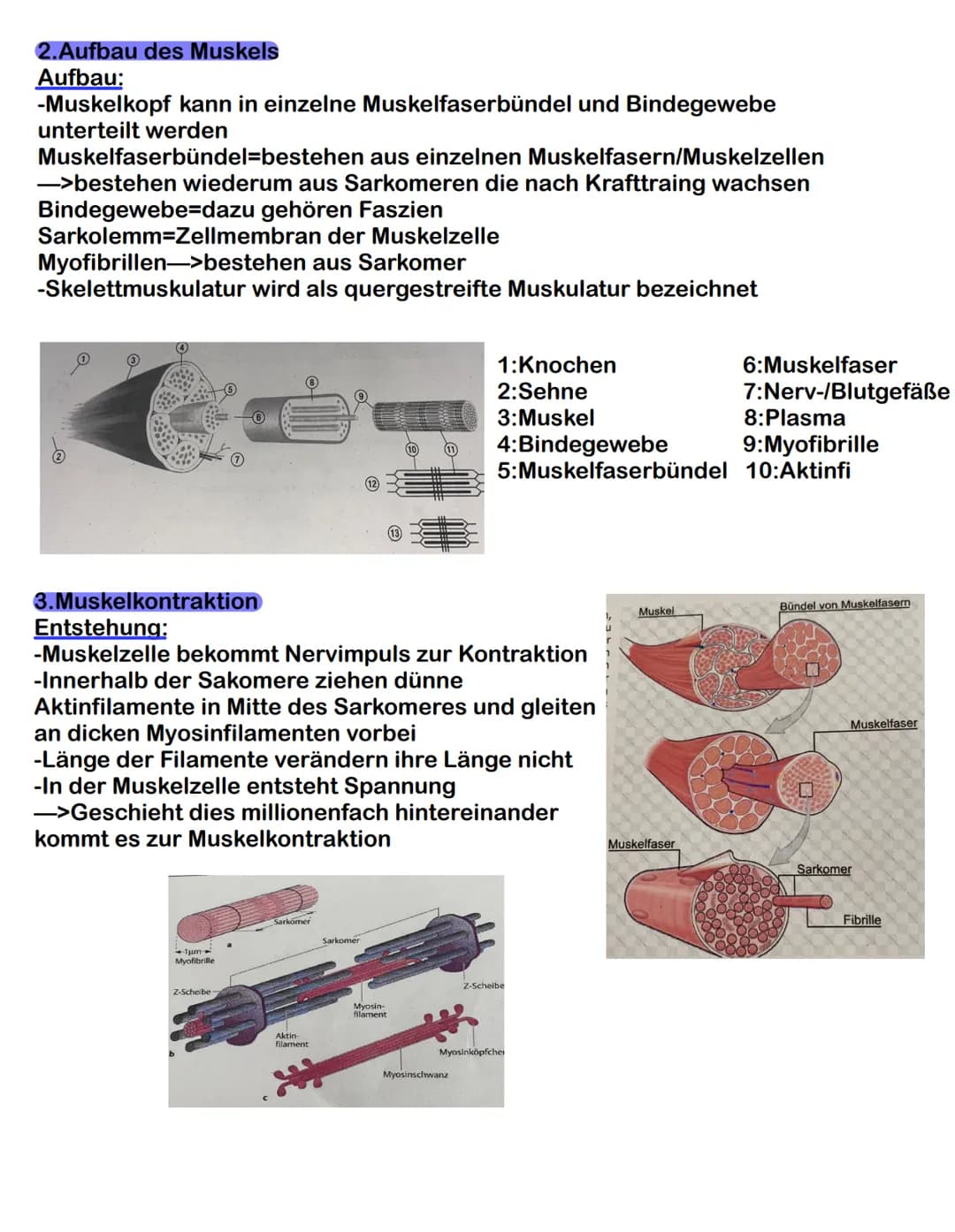  Der passive Bewegungsapparat

1. Einteilung und Funktion
Besteht aus: Knochen, Gelenke, Bänder, Knorpel und Bandscheiben
Funktion:
-körpere