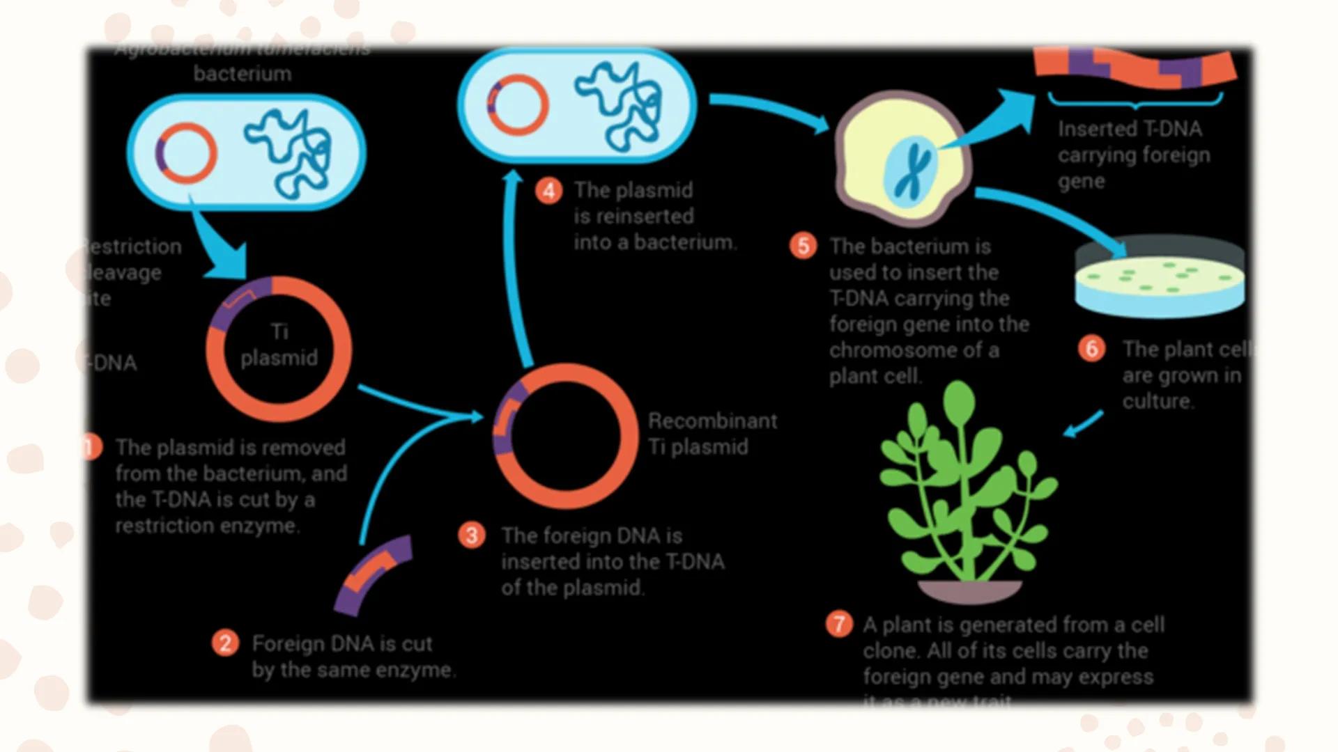 Genetically
Modified
Organisms
(GMO) ## Learning Competencies

• Describe the process of genetic engineering.
• Conduct a survey of the curr