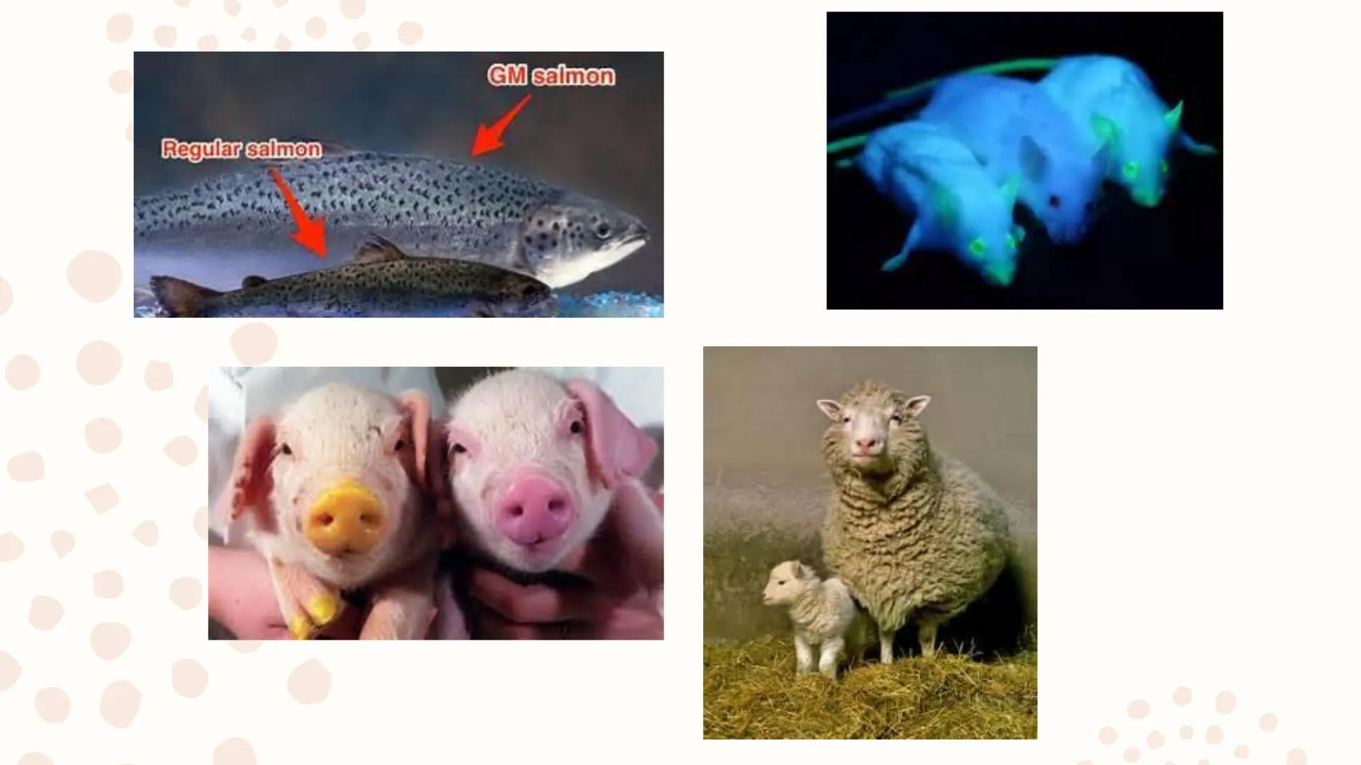 Genetically
Modified
Organisms
(GMO) ## Learning Competencies

• Describe the process of genetic engineering.
• Conduct a survey of the curr