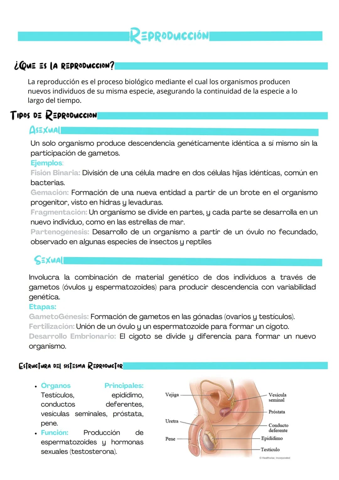 # REPRODUCCIÓN

¿QUE ES LA REPRODUCCION?

La reproducción es el proceso biológico mediante el cual los organismos producen
nuevos individuos