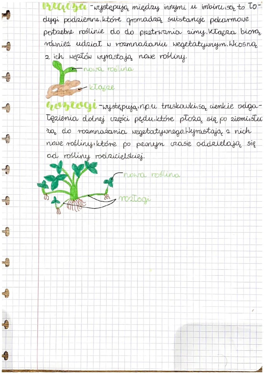 + 
# biologia
## pęd budowa
## i funzcje to-
## dygi

Pęd to część rośliny, która Tatwo zobaczyć. Jego rusztowa-
niem jest Todyga, która tas