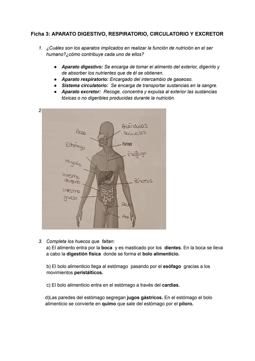 Ficha 3: APARATO DIGESTIVO, RESPIRATORIO, CIRCULATORIO Y EXCRETOR

1. ¿Cuáles son los aparatos implicados en realizar la función de nutrició