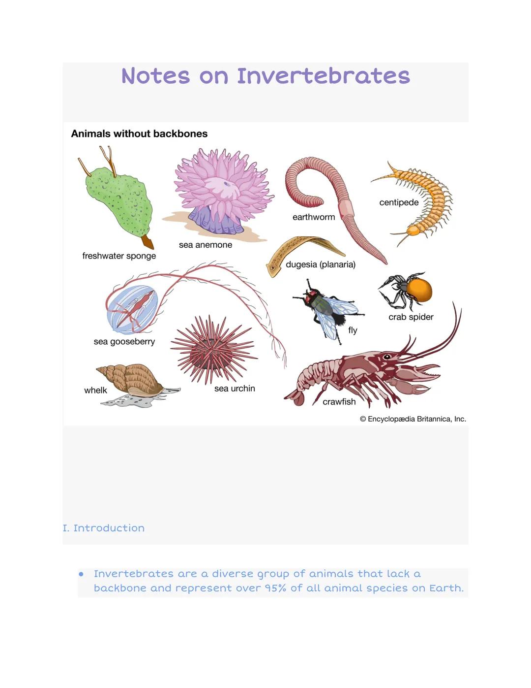 # Notes on Invertebrates

Animals without backbones

freshwater sponge
sea anemone
earthworm
centipede
dugesia (planaria)
sea gooseberry
fly