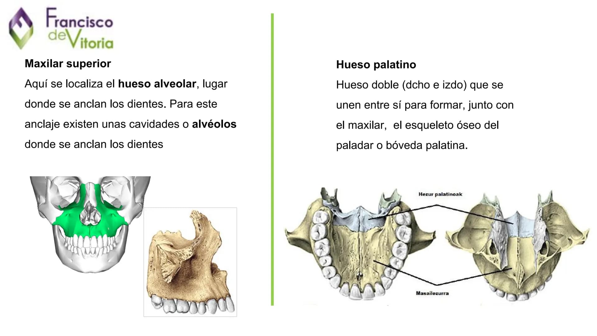 Francisco
deVitoria

Τ.Α.Ο.

+

UD.2: Anatomía y función de la
región bucofacial (I) Francisco
deVitoria

Anatomía de la región bucofacial

