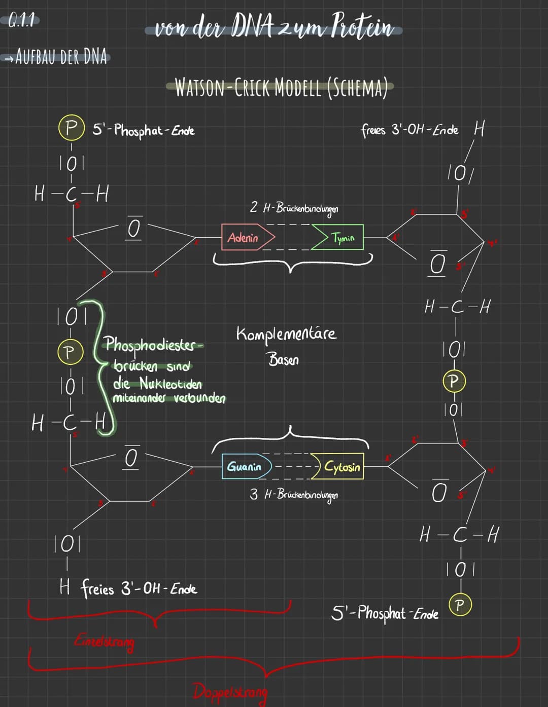 Q.1.1

von der DNA zum Protein

→AUFBAU DER DNA

WATSON-CRICK MODELL (SCHEMA)

P 5'-Phosphat-Ende

101

freies 3'-OH-Ende H

10/

H-C-H

2 H