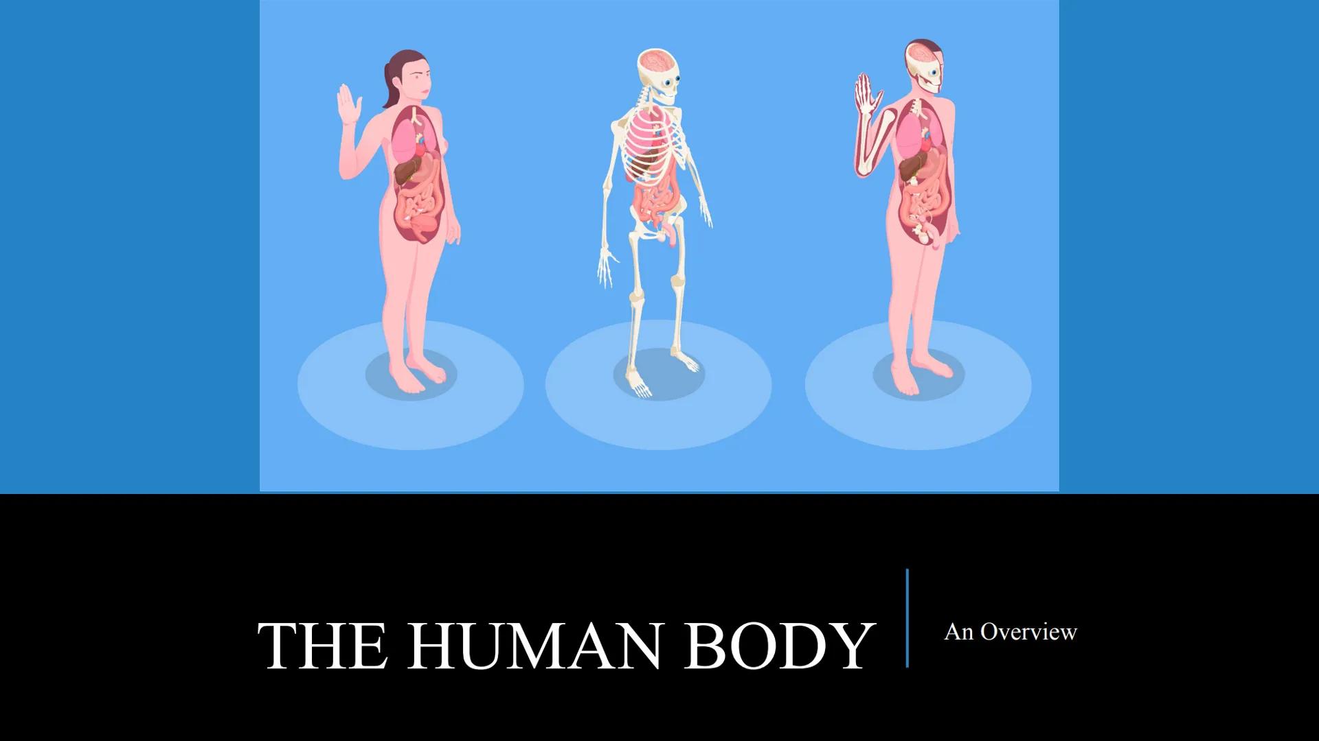 # THE HUMAN BODY | An Overview STOMACH
BRAIN
KIDNEYS
HUMAN
ORGANS
LUNGS
PANCREAS
INTESTINES
HEART
BLADDER
EYE
LIVER
TOOTH

WHAT ARE THE
BODY