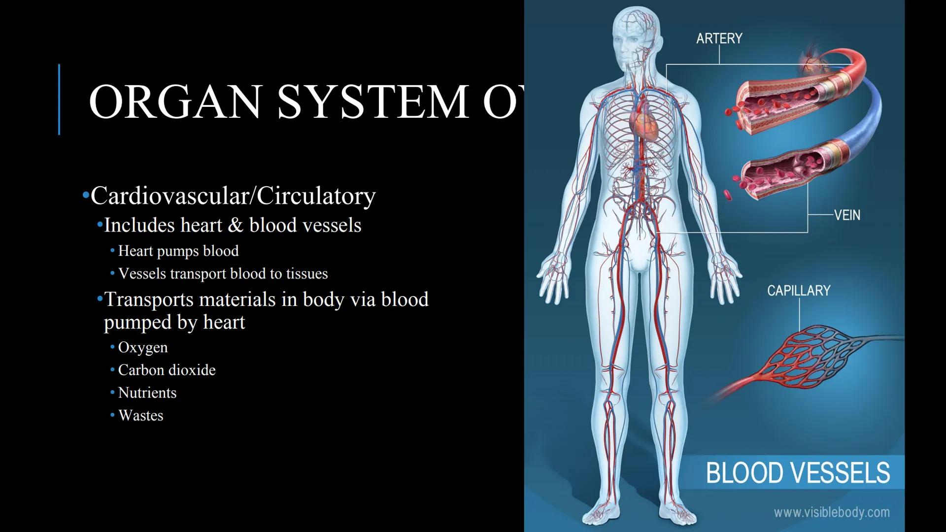 # THE HUMAN BODY | An Overview STOMACH
BRAIN
KIDNEYS
HUMAN
ORGANS
LUNGS
PANCREAS
INTESTINES
HEART
BLADDER
EYE
LIVER
TOOTH

WHAT ARE THE
BODY