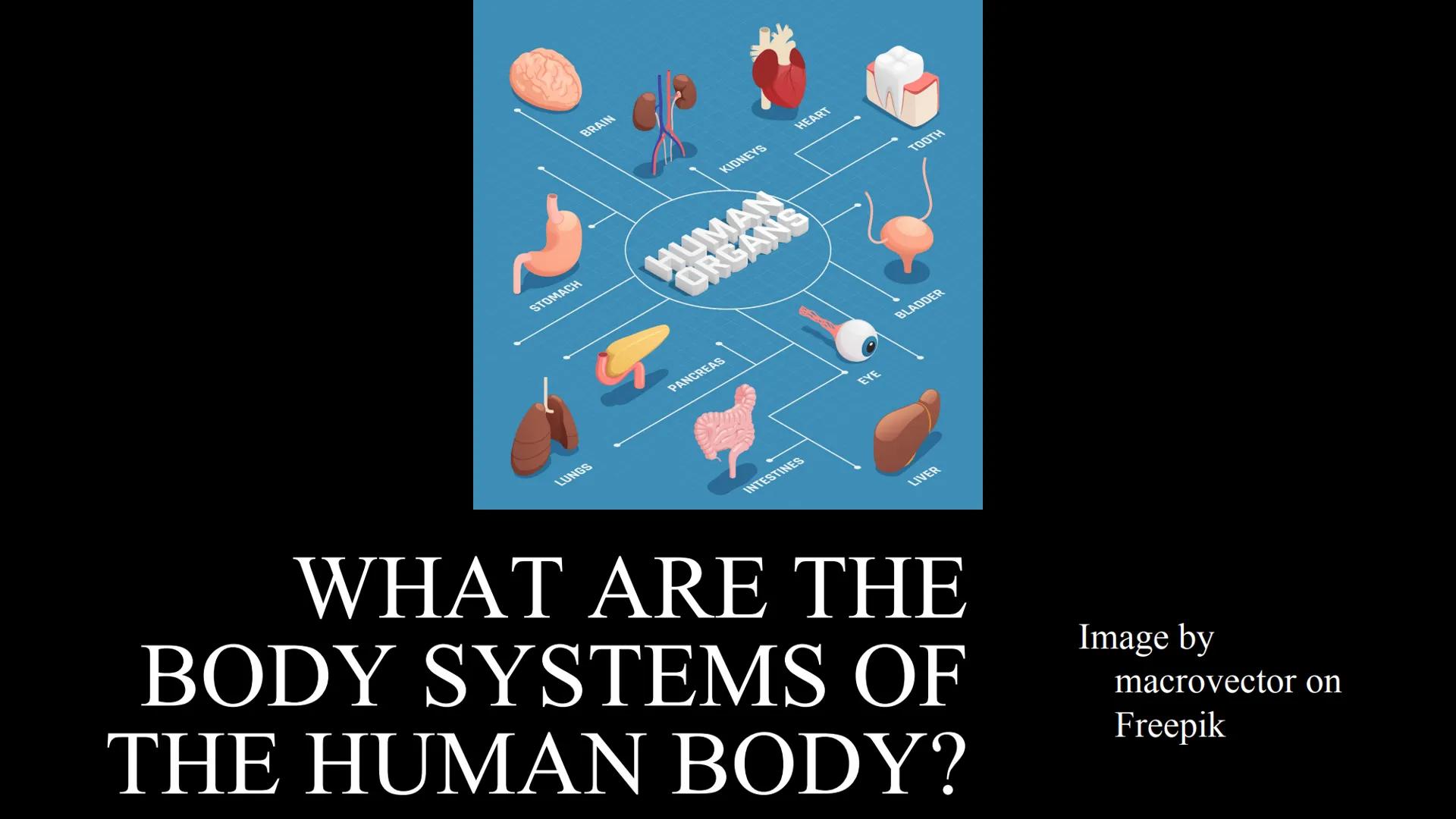 # THE HUMAN BODY | An Overview STOMACH
BRAIN
KIDNEYS
HUMAN
ORGANS
LUNGS
PANCREAS
INTESTINES
HEART
BLADDER
EYE
LIVER
TOOTH

WHAT ARE THE
BODY