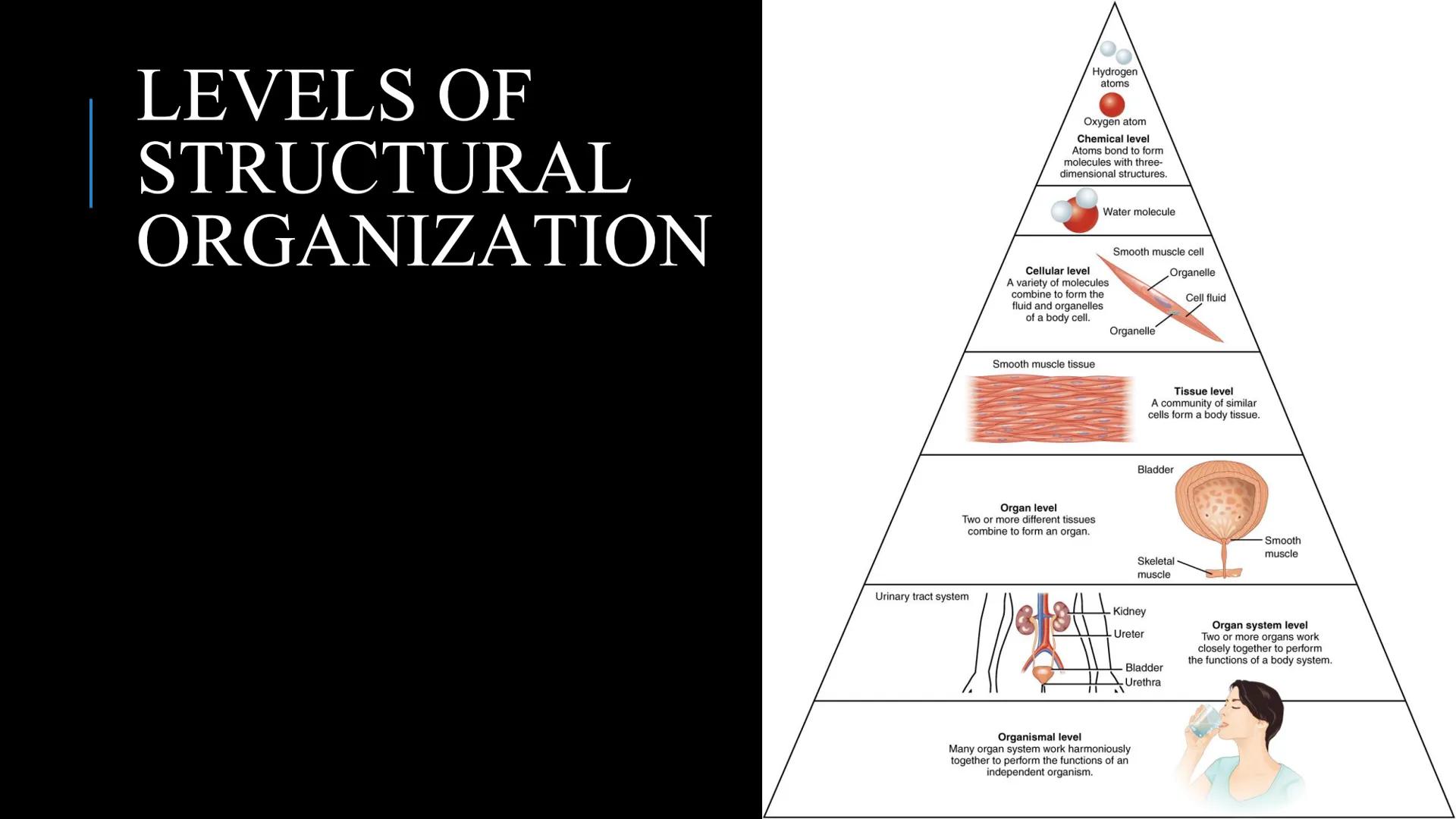 # THE HUMAN BODY | An Overview STOMACH
BRAIN
KIDNEYS
HUMAN
ORGANS
LUNGS
PANCREAS
INTESTINES
HEART
BLADDER
EYE
LIVER
TOOTH

WHAT ARE THE
BODY