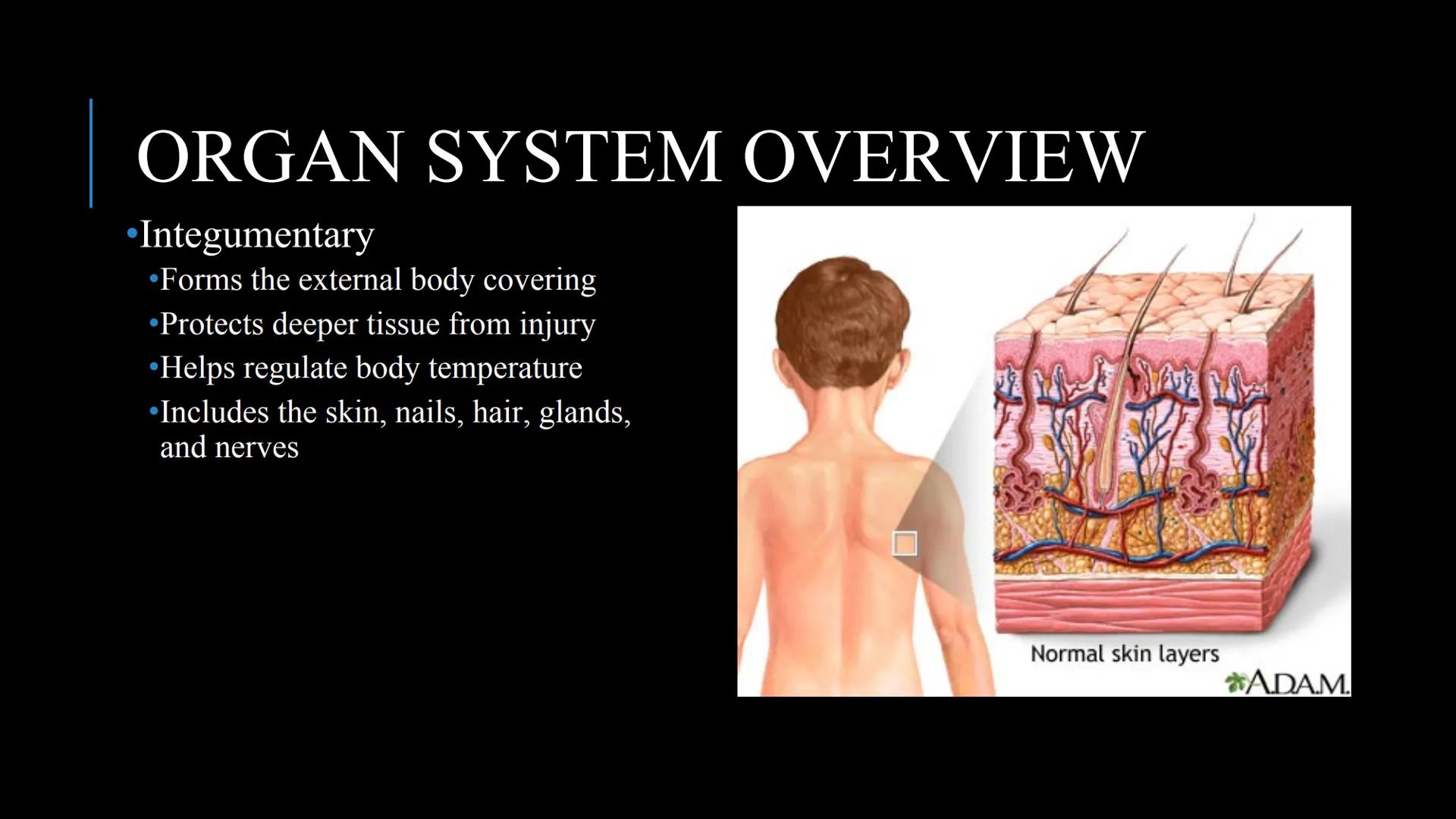 # THE HUMAN BODY | An Overview STOMACH
BRAIN
KIDNEYS
HUMAN
ORGANS
LUNGS
PANCREAS
INTESTINES
HEART
BLADDER
EYE
LIVER
TOOTH

WHAT ARE THE
BODY