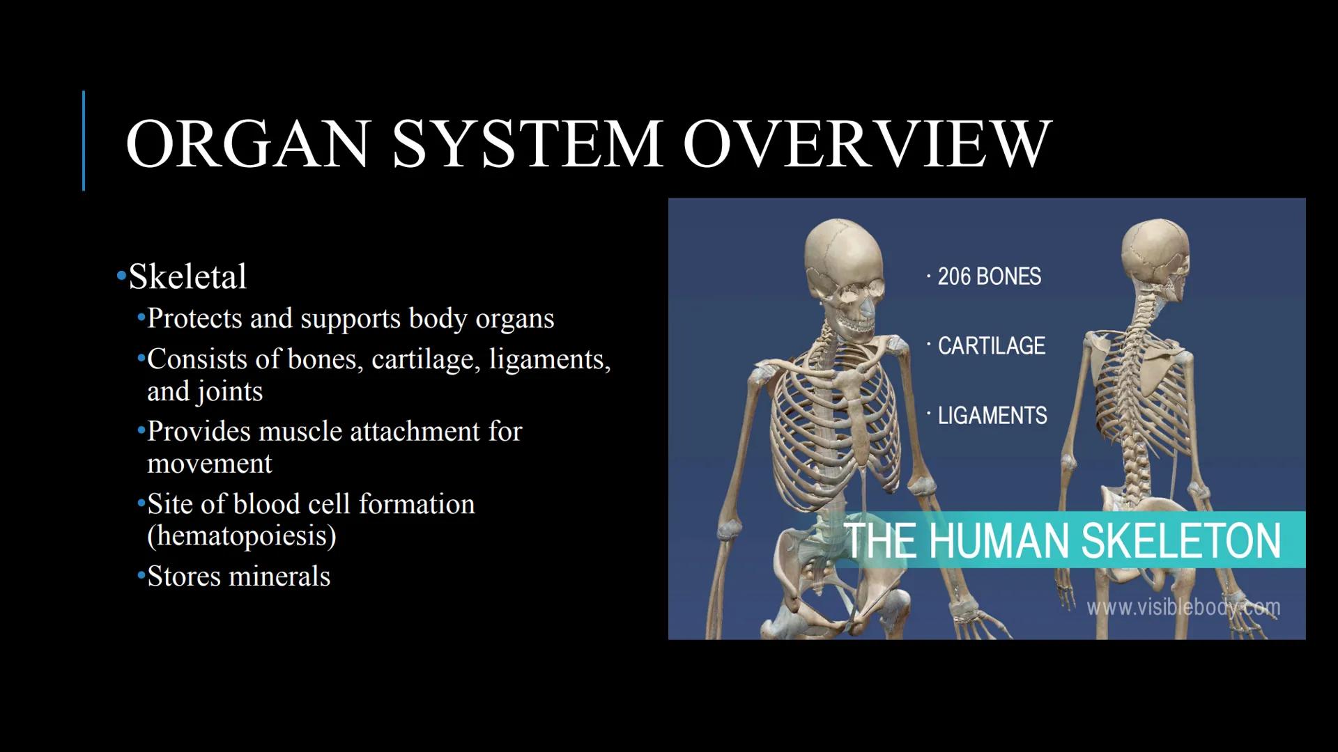 # THE HUMAN BODY | An Overview STOMACH
BRAIN
KIDNEYS
HUMAN
ORGANS
LUNGS
PANCREAS
INTESTINES
HEART
BLADDER
EYE
LIVER
TOOTH

WHAT ARE THE
BODY
