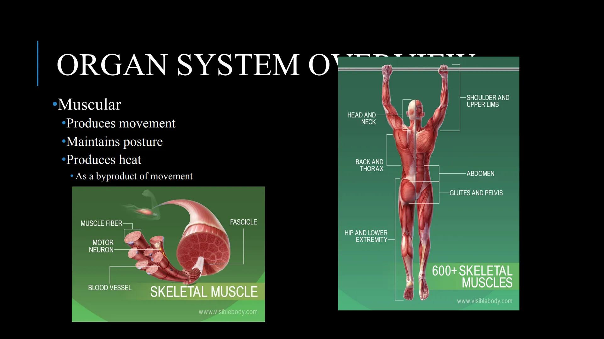 # THE HUMAN BODY | An Overview STOMACH
BRAIN
KIDNEYS
HUMAN
ORGANS
LUNGS
PANCREAS
INTESTINES
HEART
BLADDER
EYE
LIVER
TOOTH

WHAT ARE THE
BODY