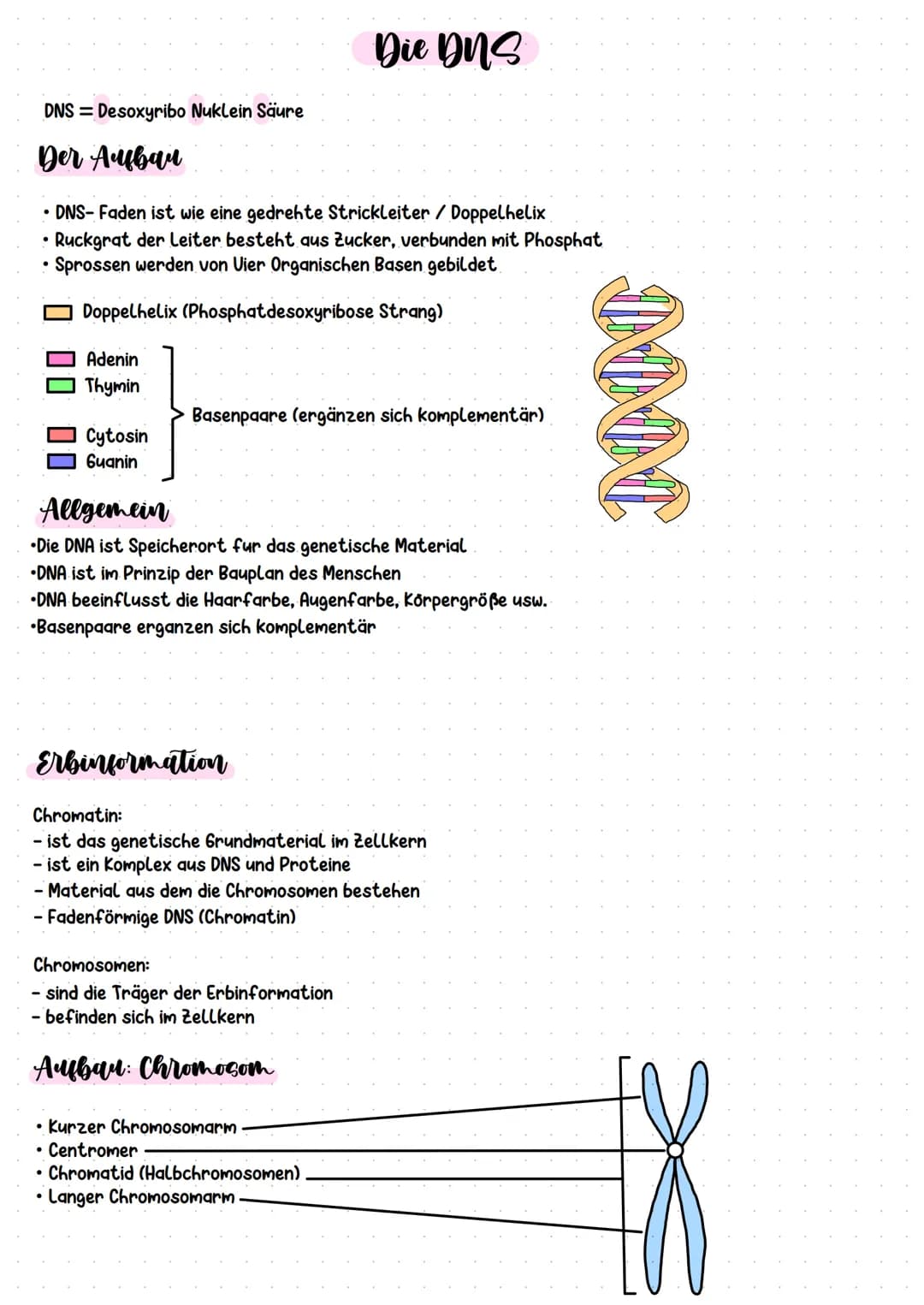 # Die DNS

DNS = Desoxyribo Nuklein Säure

## Der Авал

*   DNS-Faden ist wie eine gedrehte Strickleiter / Doppelhelix
*   Ruckgrat der Leit