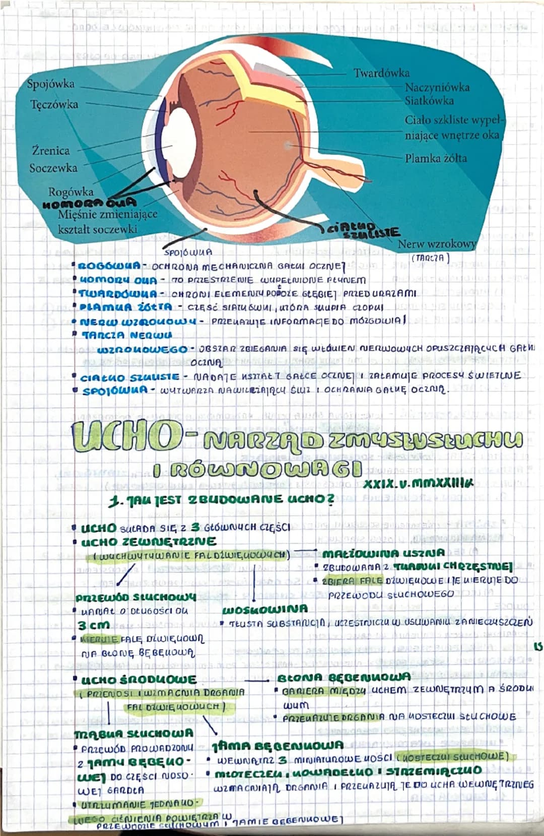 # BUDOWA I DZIAŁANIE

NARZĄDU WZROKU

XXIX. V. mmXXIIIr.

1. RECEPTORY + PODZIAC

*   RECEPTORU WYSPECIALIZOWANE KOMÓRUI LUB WOLNE ZAKOŃCZEN
