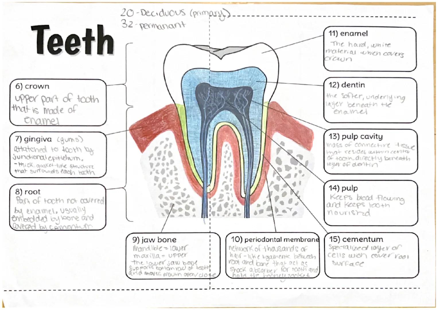 # Teeth

20-Deciduous (primary)
32-permanant

11) enamel
The hard, white
material which covers
crown

6) crown
upper part of tooth
that is m