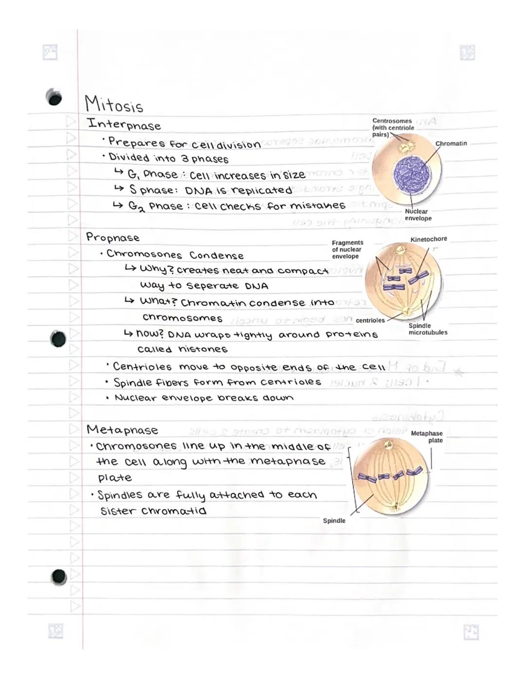 # Mitosis
Interpnase
*   Prepares for cell division
*   Divided into 3 phases
*   G, Phase: Cell increases in size
*   S phase: DNA is repli