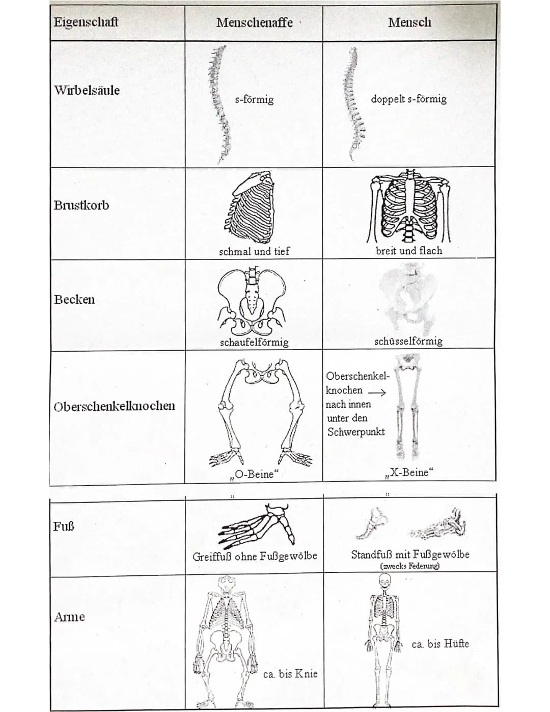 Biologie Abitur

2023 # Evolution

## Evolutionstheorien
-> Erklärung des Artwandels und Entstehung von Arten

### DARWIN
- selektionstheori