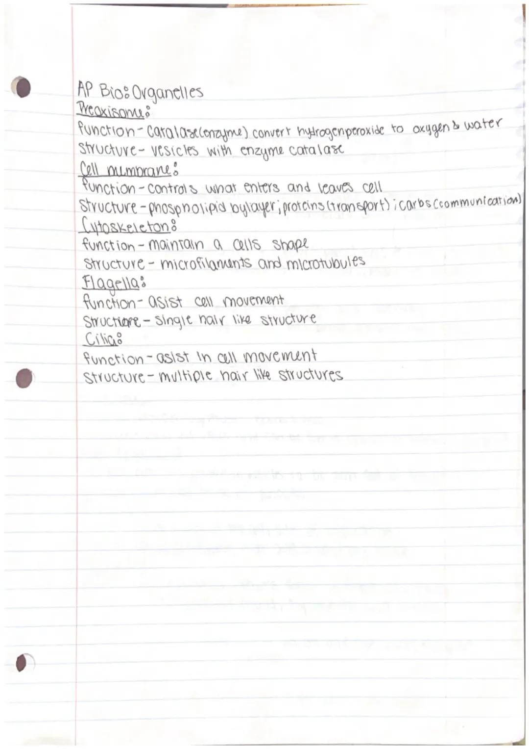 AP Bio: Organelles
Rough ER:
function-makes proteins that are transported to golgi aparatus
Structure-Bound ribosomes that synthesize protei