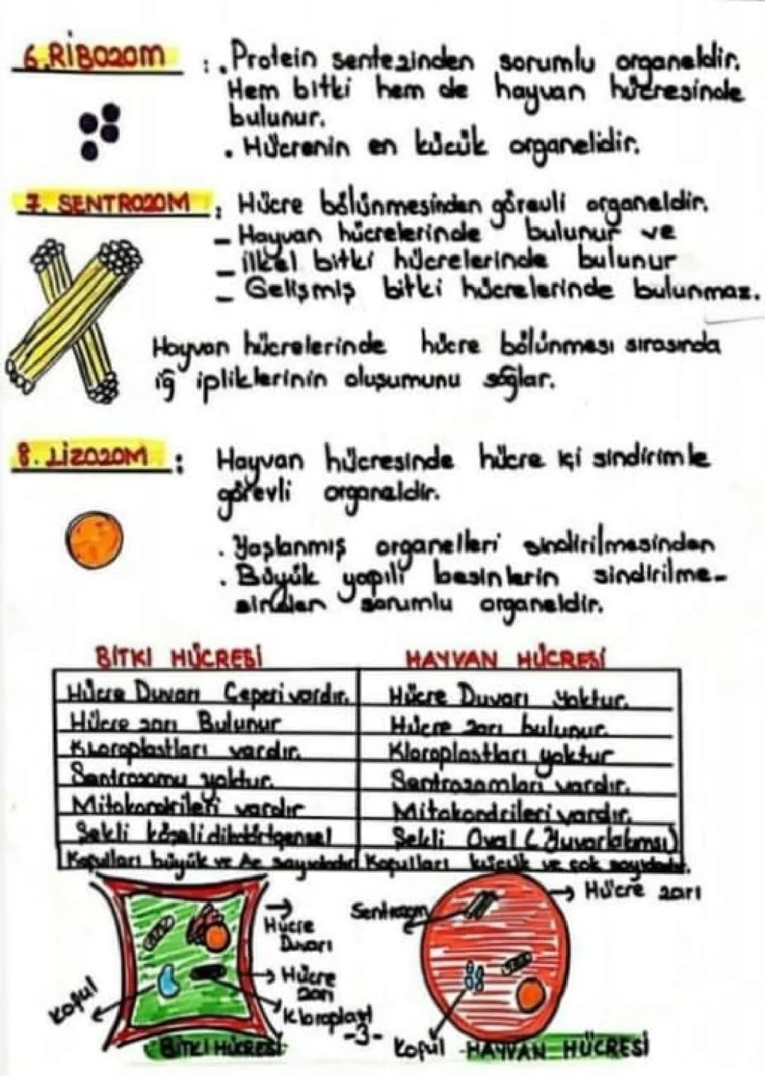 # ORGANELLER

1- ENDOPLAZMIL RETIKULM (E.R)

cekirdek

Çekirdek ile çekirdek zarı
arasını dolduran kanallar
dan oluşan yapıdır.

Madde ileti