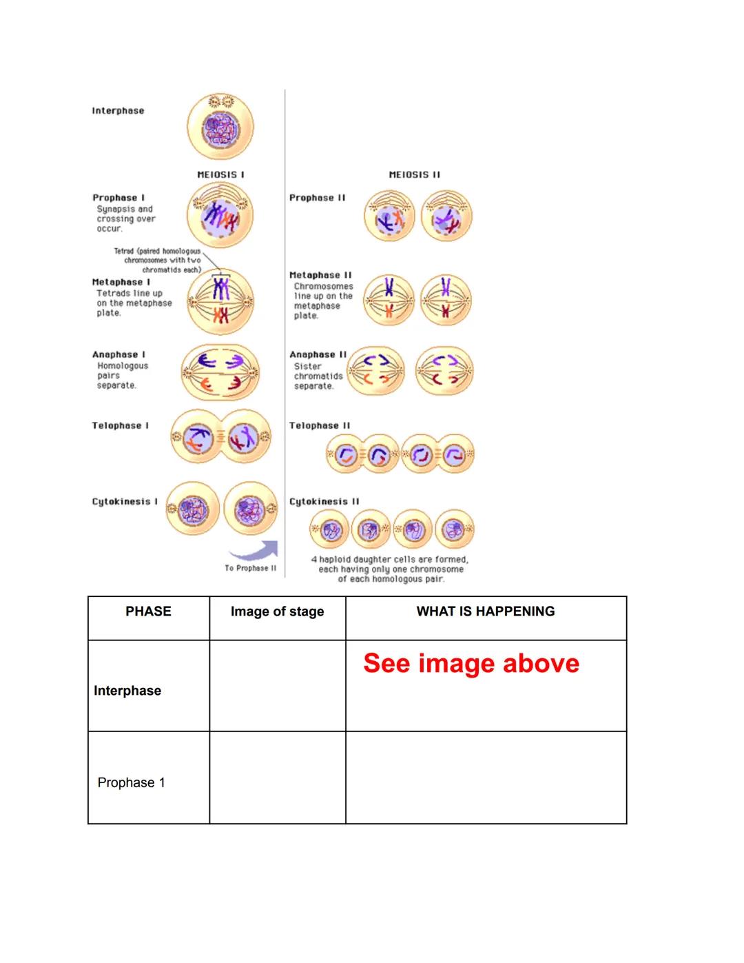 
<h2 id="biologyiixfinalexamreview2023pdf">Biology II X Final Exam Review 2023 PDF</h2>
<p><strong>Genetics</strong></p>
<p><strong>Evolutio