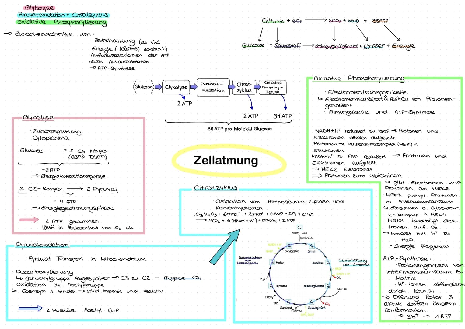 # Glykolyse
Pyruvatoxidation + Citratzyklus
Oxidative Phosphorylierung

→ Zwischenschritte, um:
*   Zellerhaltung (zu viel
    Energie (Wärm