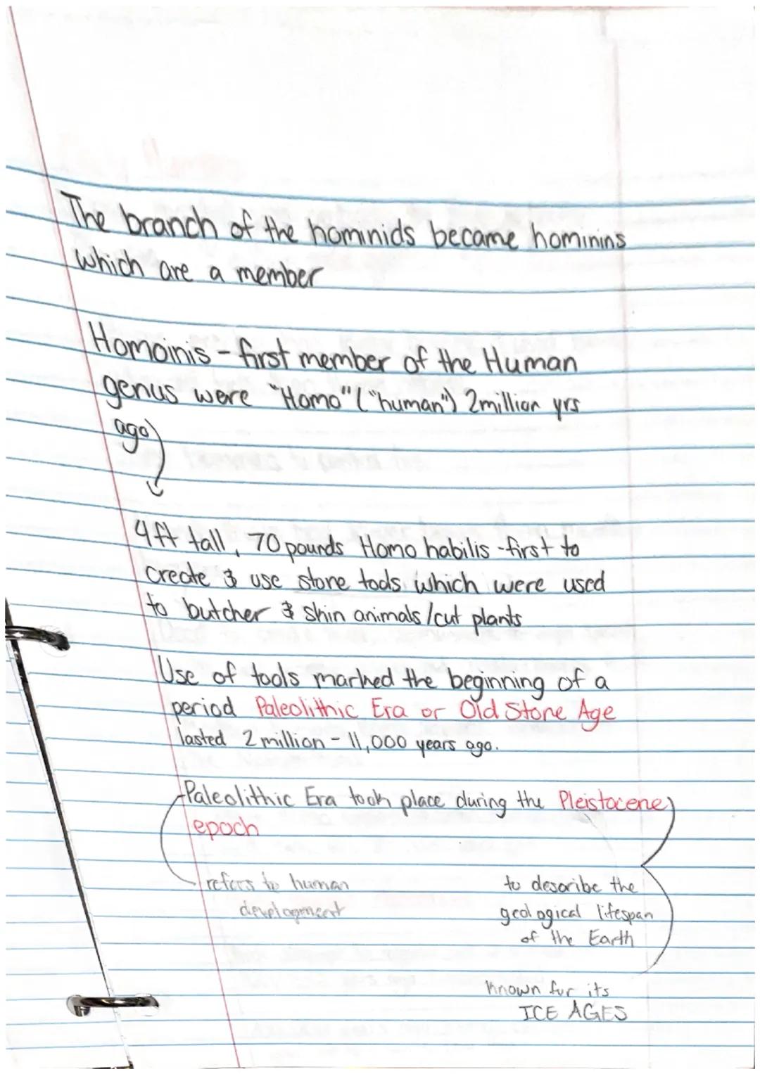 Ancient Civilization & 1st Humans

Human evolution began with hominids

They Takeaways

• Prehistory is the story of human history
before th